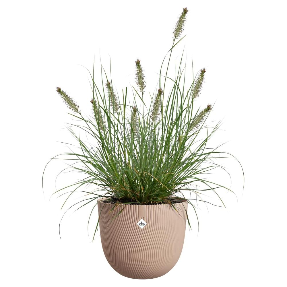 Una pianta di erba ornamentale in un vaso beige dalla texture a coste.