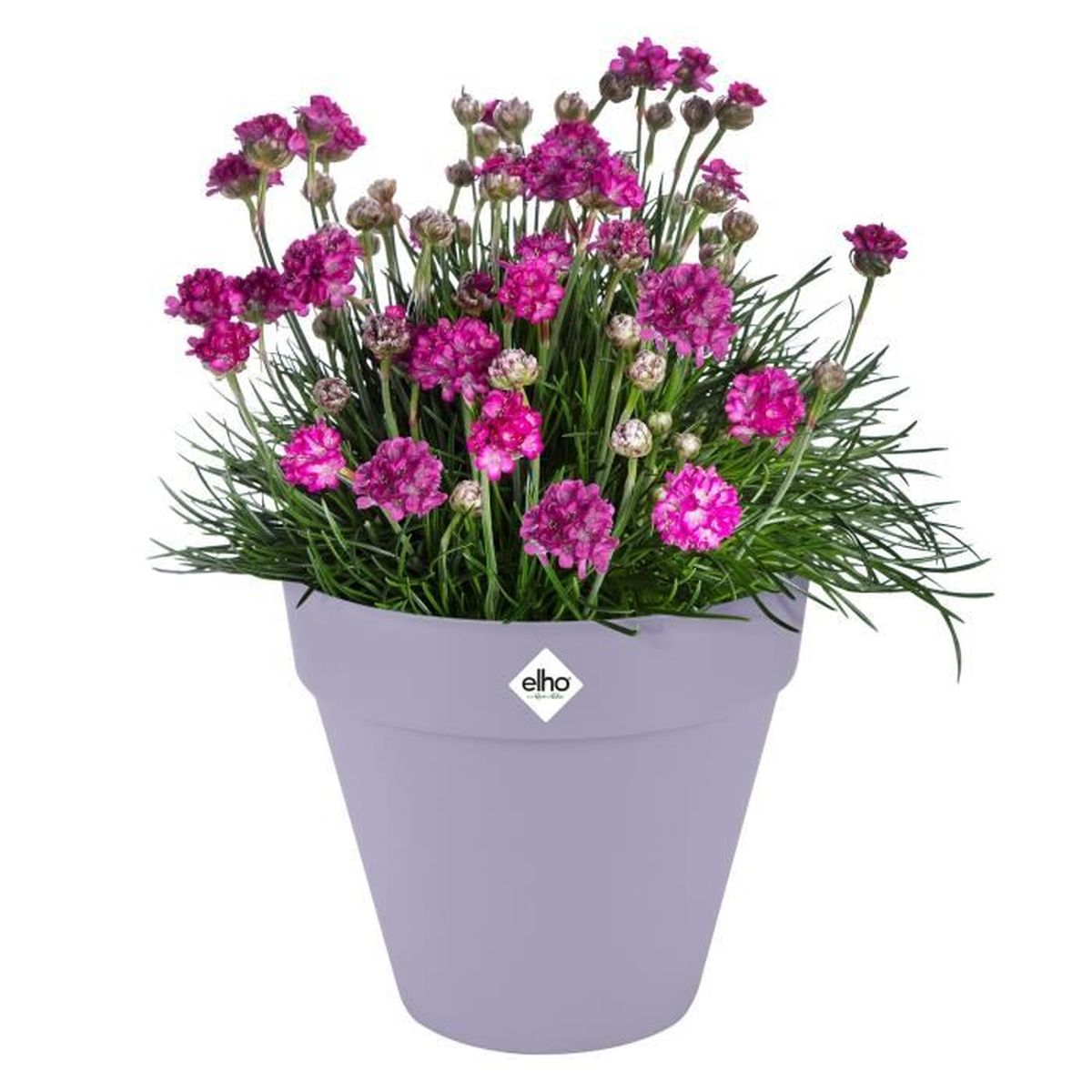 Ein Topf mit lila Blumen und grünen Blättern, auf weißem Hintergrund.