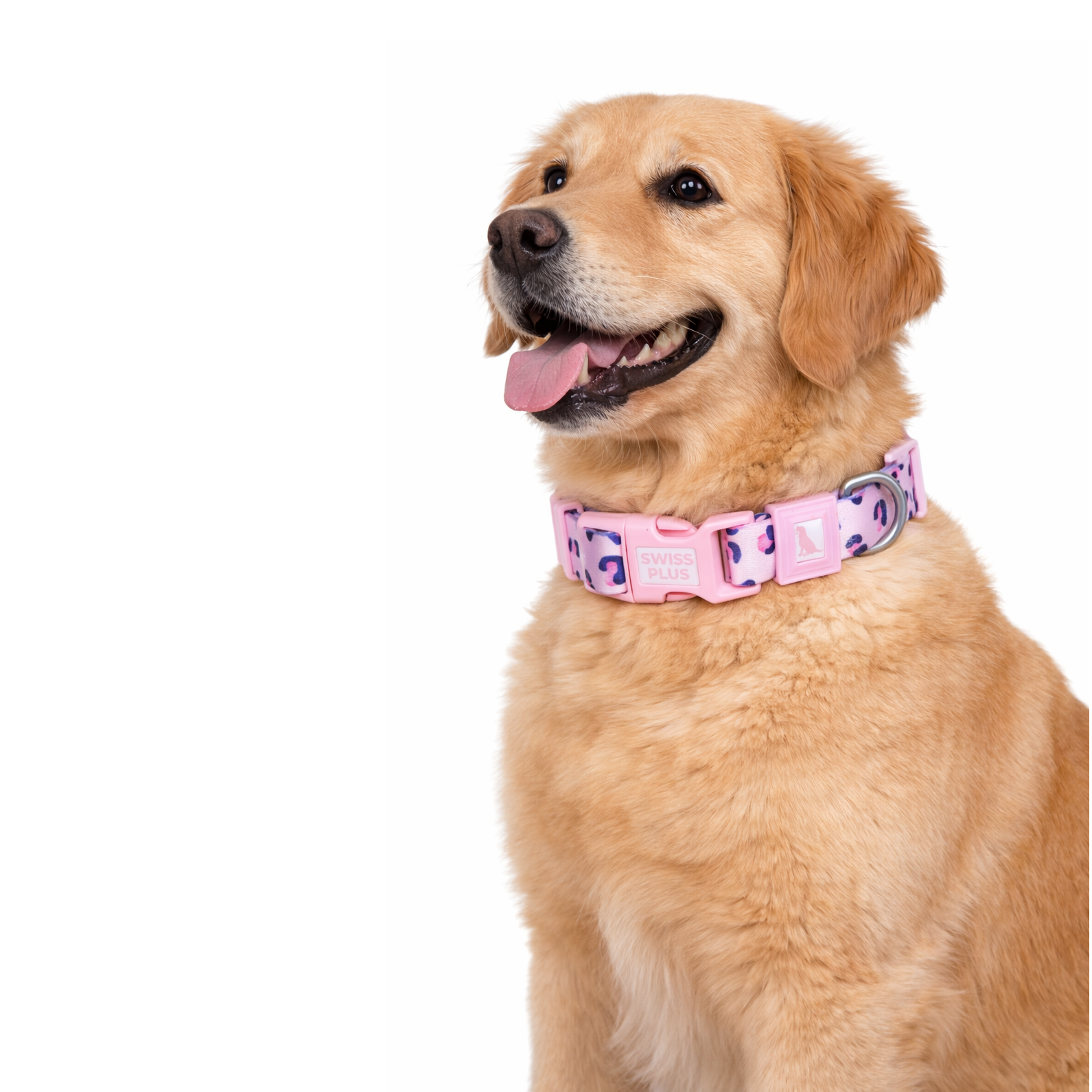 Beyaz arka plan üzerinde pembe tasmalı golden retriever.