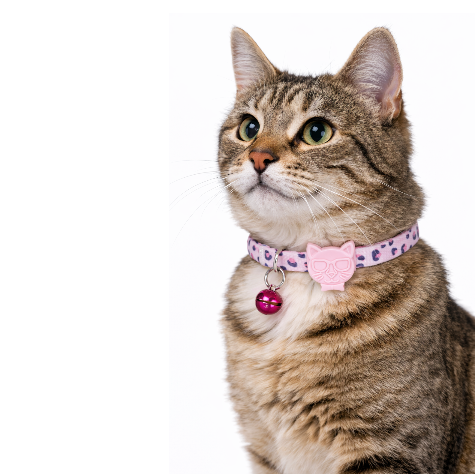 Pembe leopar desenli tasmalı ve pembe çanı olan tekir kedi.