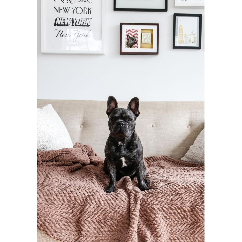 Un bouledogue français assis sur une couverture sur un canapé.