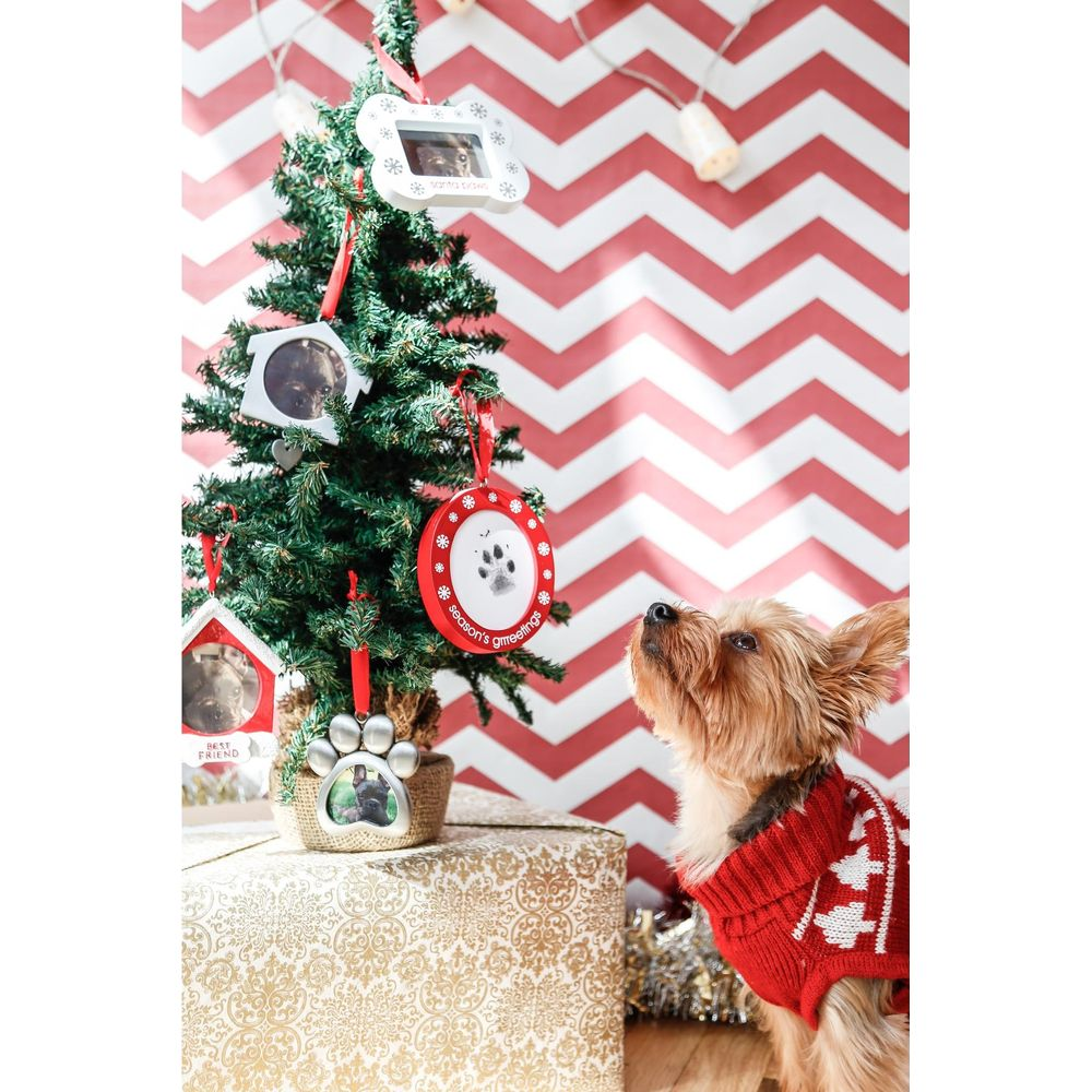 Un petit chien porte un pull rouge et regarde un mini sapin de Noël avec des ornements photo.