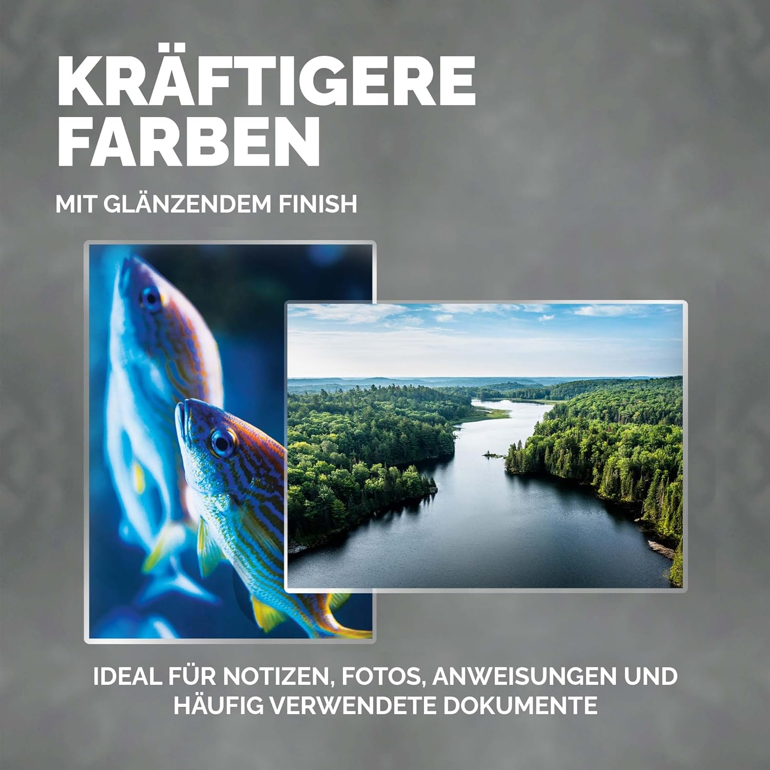 Ein Bild mit zwei Fotos: Fische und eine Landschaft mit See.