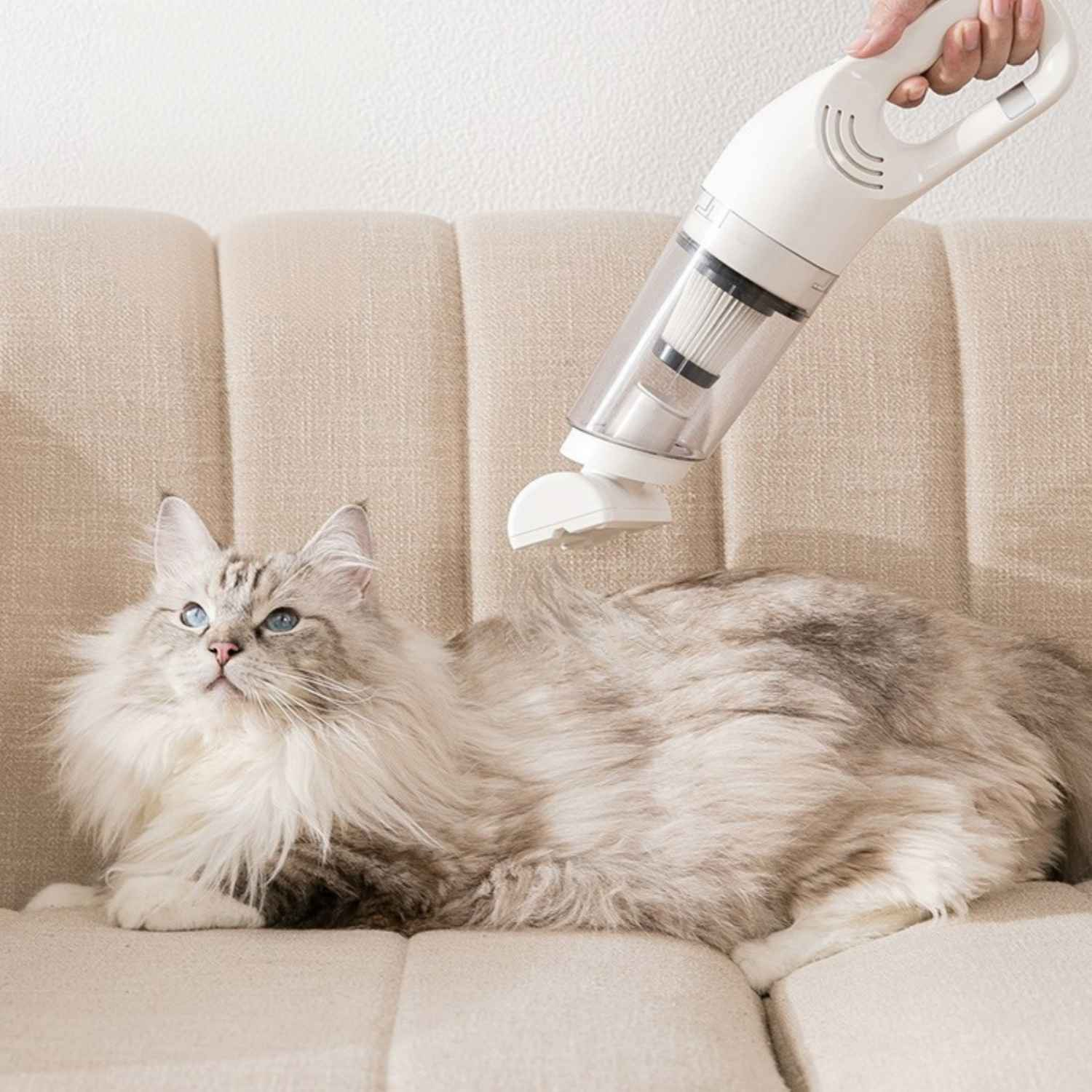 Eine Hand saugt eine flauschige Katze auf einem beigen Sofa. Die Katze hat blaue Augen.