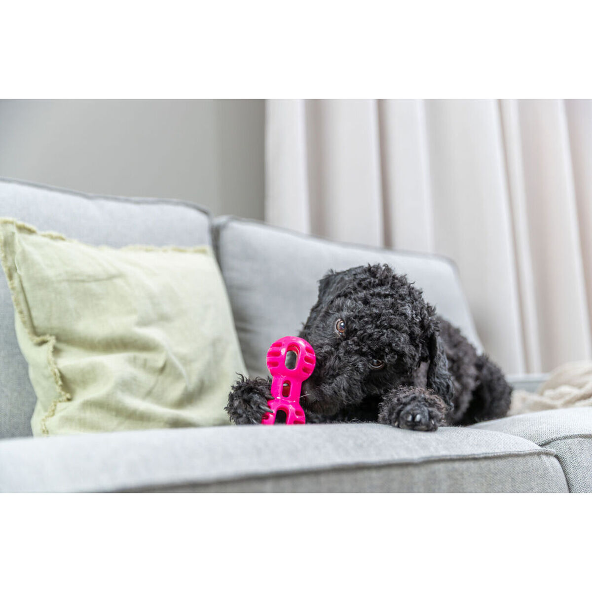 Ein schwarzer Pudel liegt auf einer Couch und kaut auf einem rosa Spielzeug.