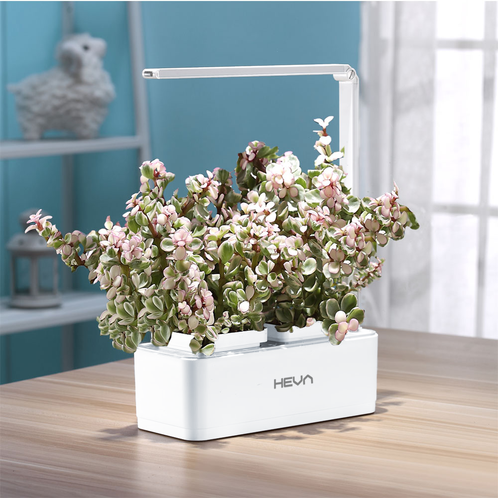 Biały ogród wewnętrzny z rośliną pstrokacizną i lampą doświetlającą na drewnianym stole.