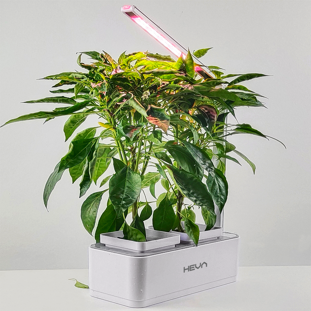 Dwie zielone rośliny rosną w białym systemie hydroponicznym z różową lampą LED do uprawy.