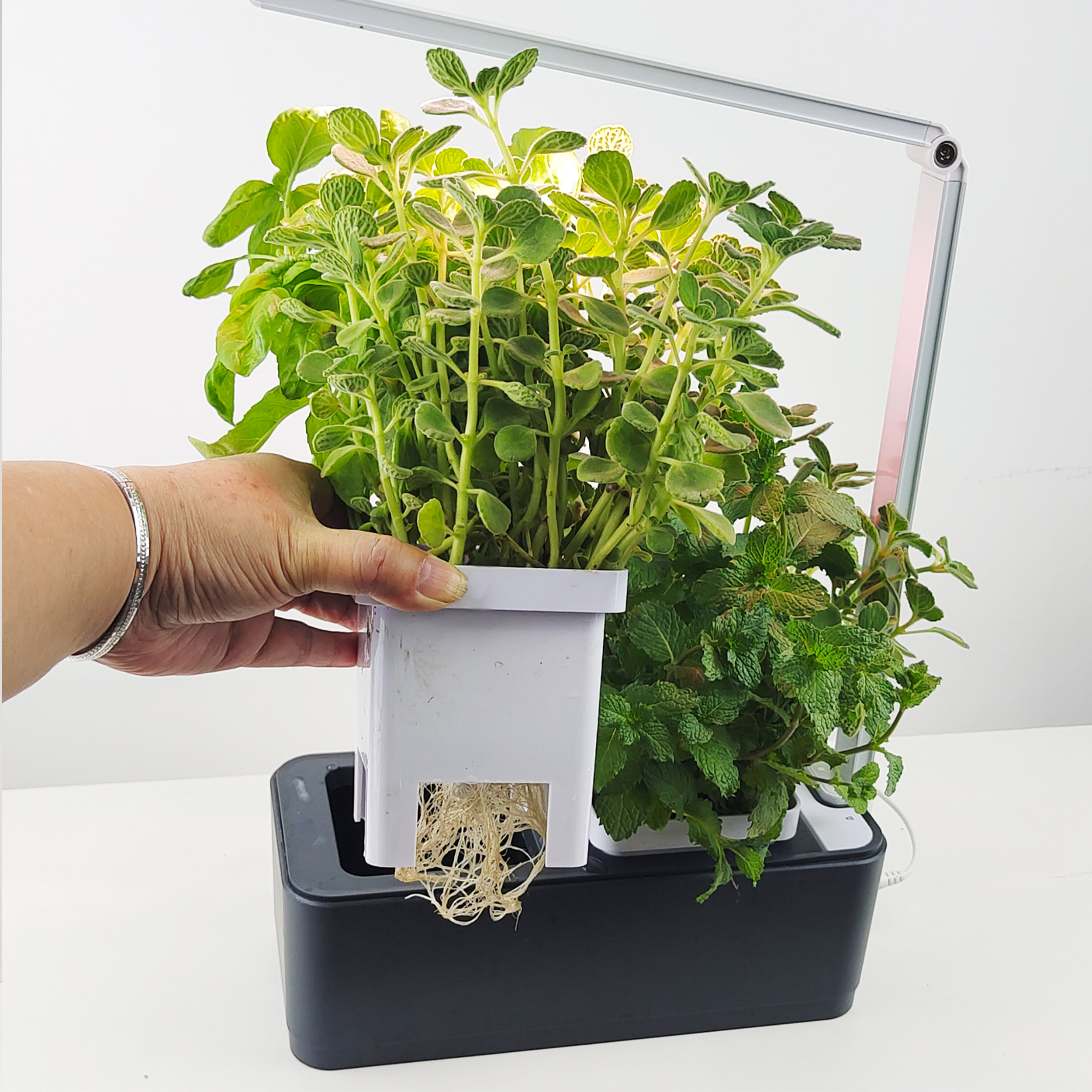 Ręka trzyma białą doniczkę z korzeniami roślin nad czarnym systemem hydroponicznym.