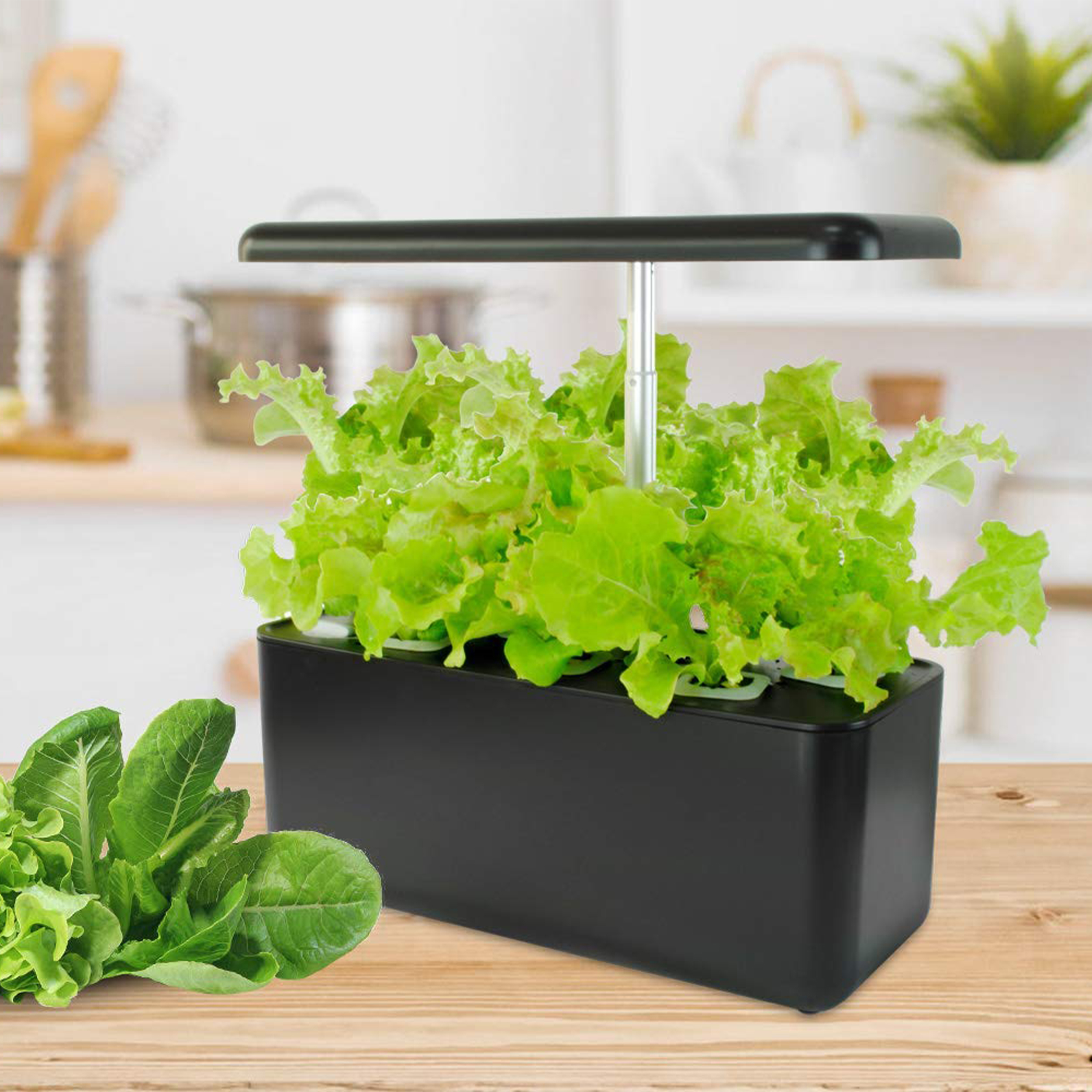 Czarny ogród hydroponiczny z zielonymi sałatami na pierwszym planie.