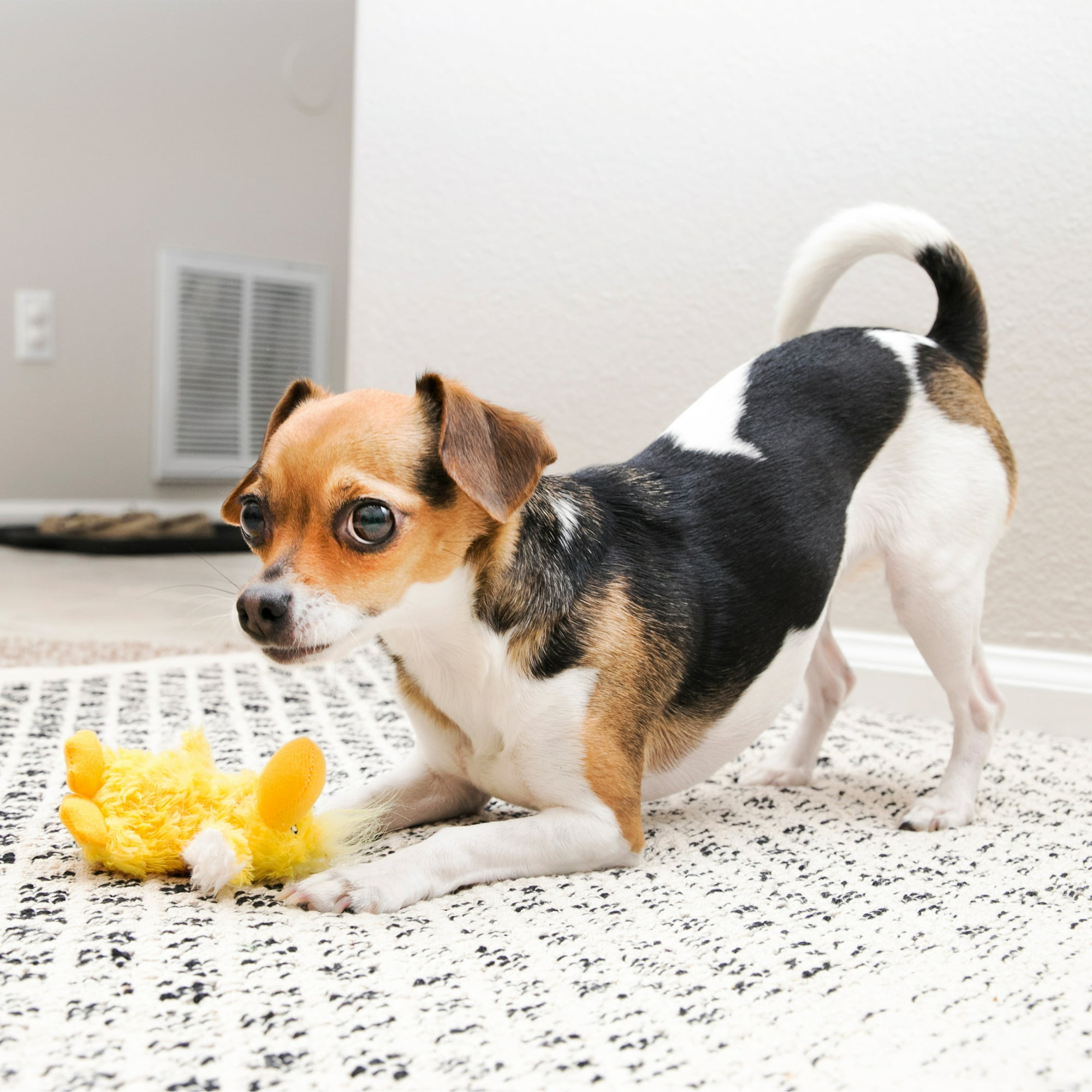 Ein kleiner Hund spielt mit einem gelben Stofftier auf einem Teppich.