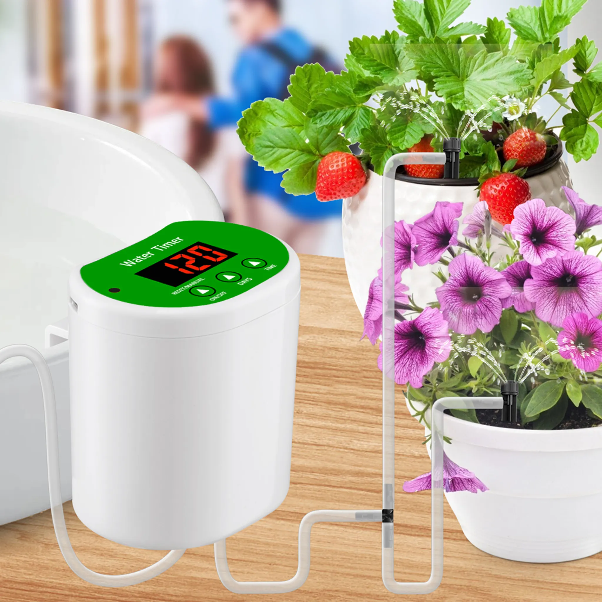 Ein weißer Bewässerungscomputer mit grünem Display neben Erdbeeren und lila Blumen.