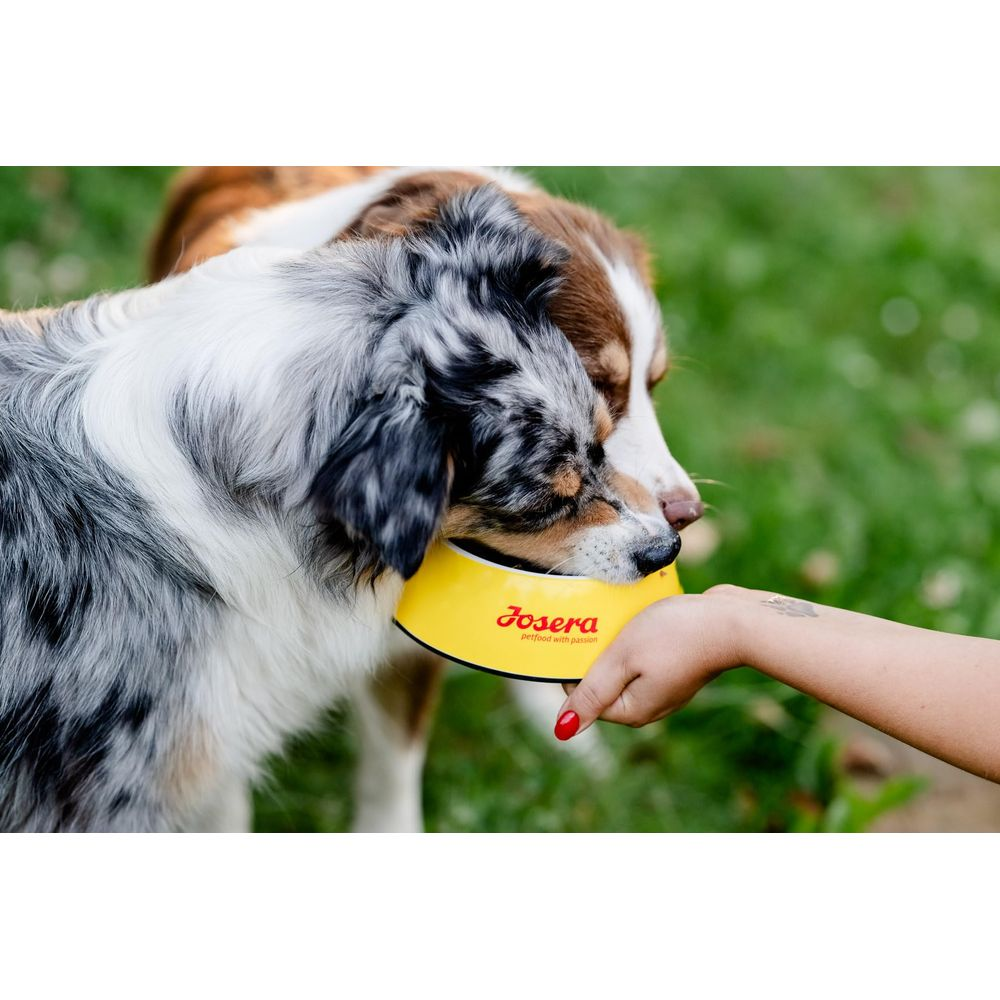 Dos perros beben de un cuenco amarillo sostenido por una mano.
