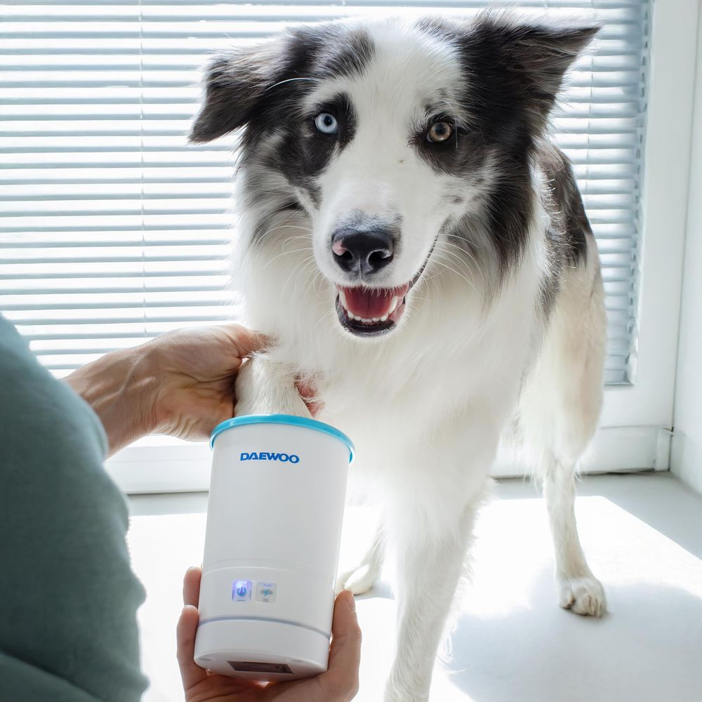 Ein Border Collie mit unterschiedlich gefärbten Augen steht vor einem Fenster.