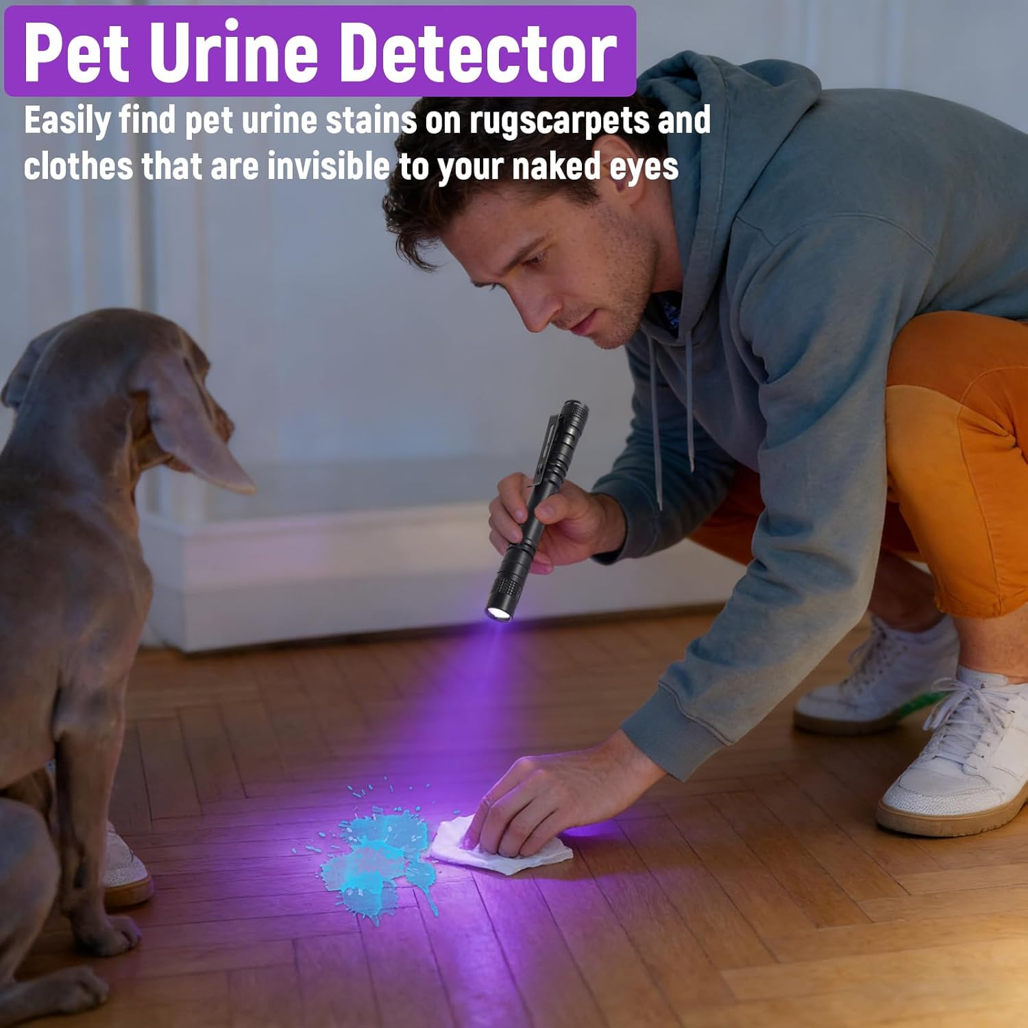Mann mit UV-Lampe auf Holzboden, Hund schaut zu. Urinflecken leuchten.