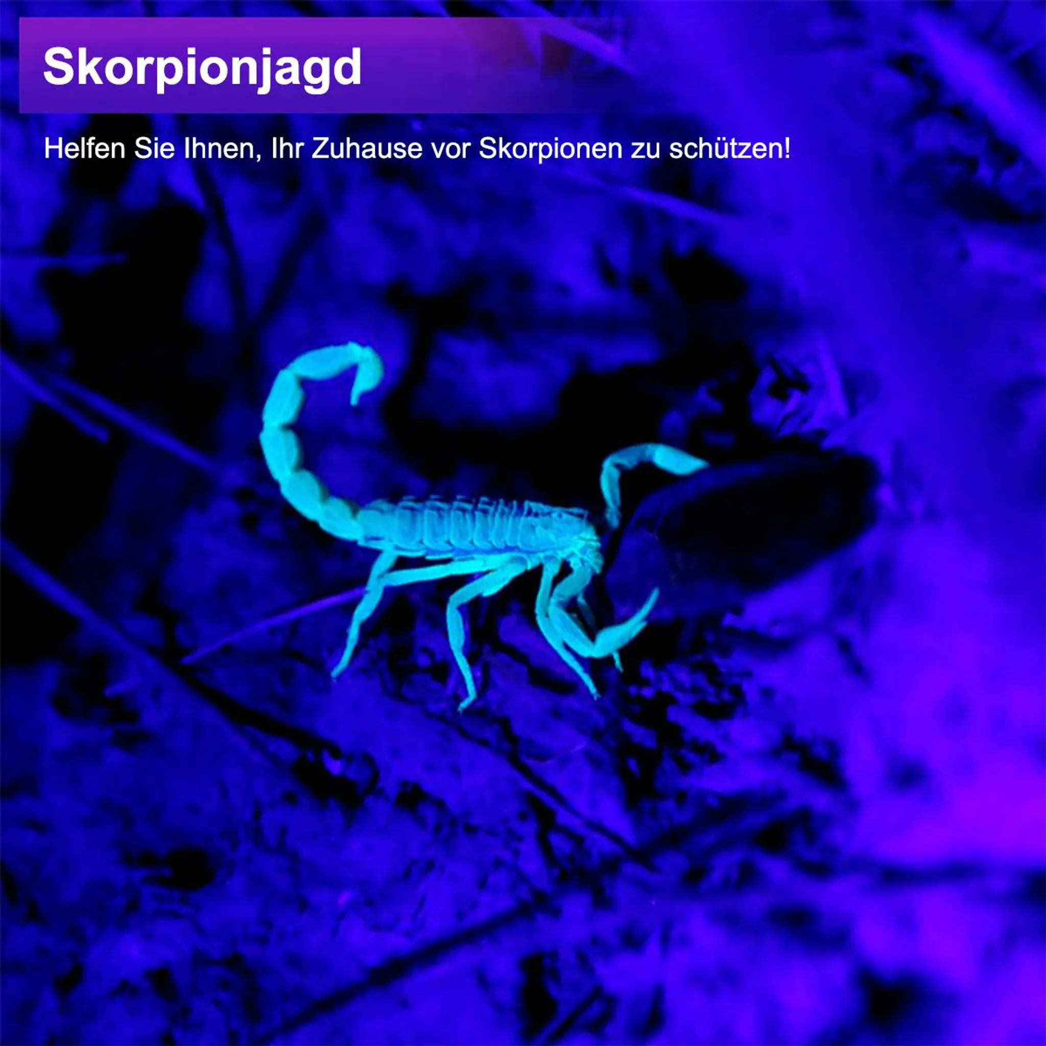 Ein hellgrüner Skorpion leuchtet unter UV-Licht auf einem dunklen, violetten Untergrund.