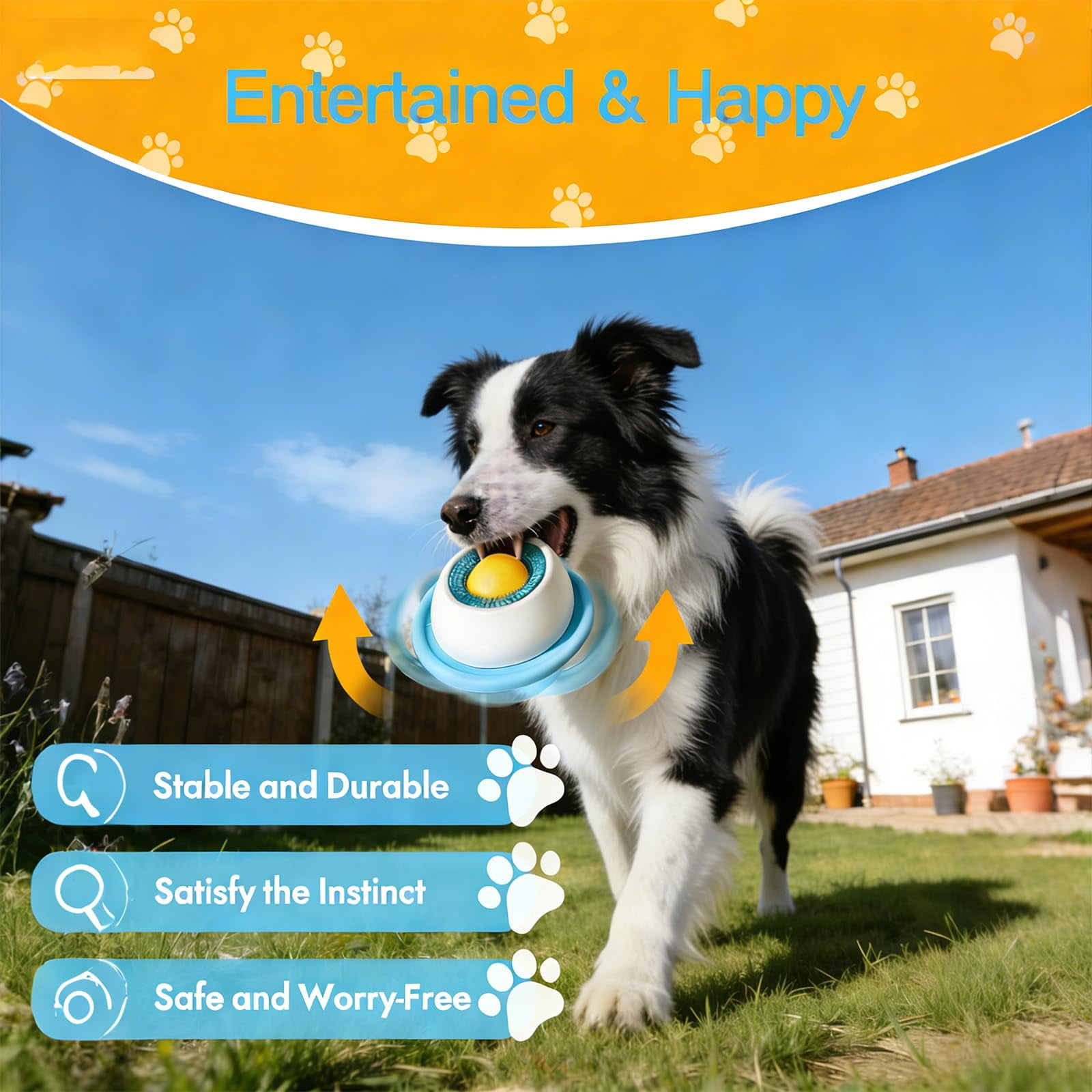 Ein Border Collie mit einem Spielzeug im Maul steht im Garten vor einem Haus.