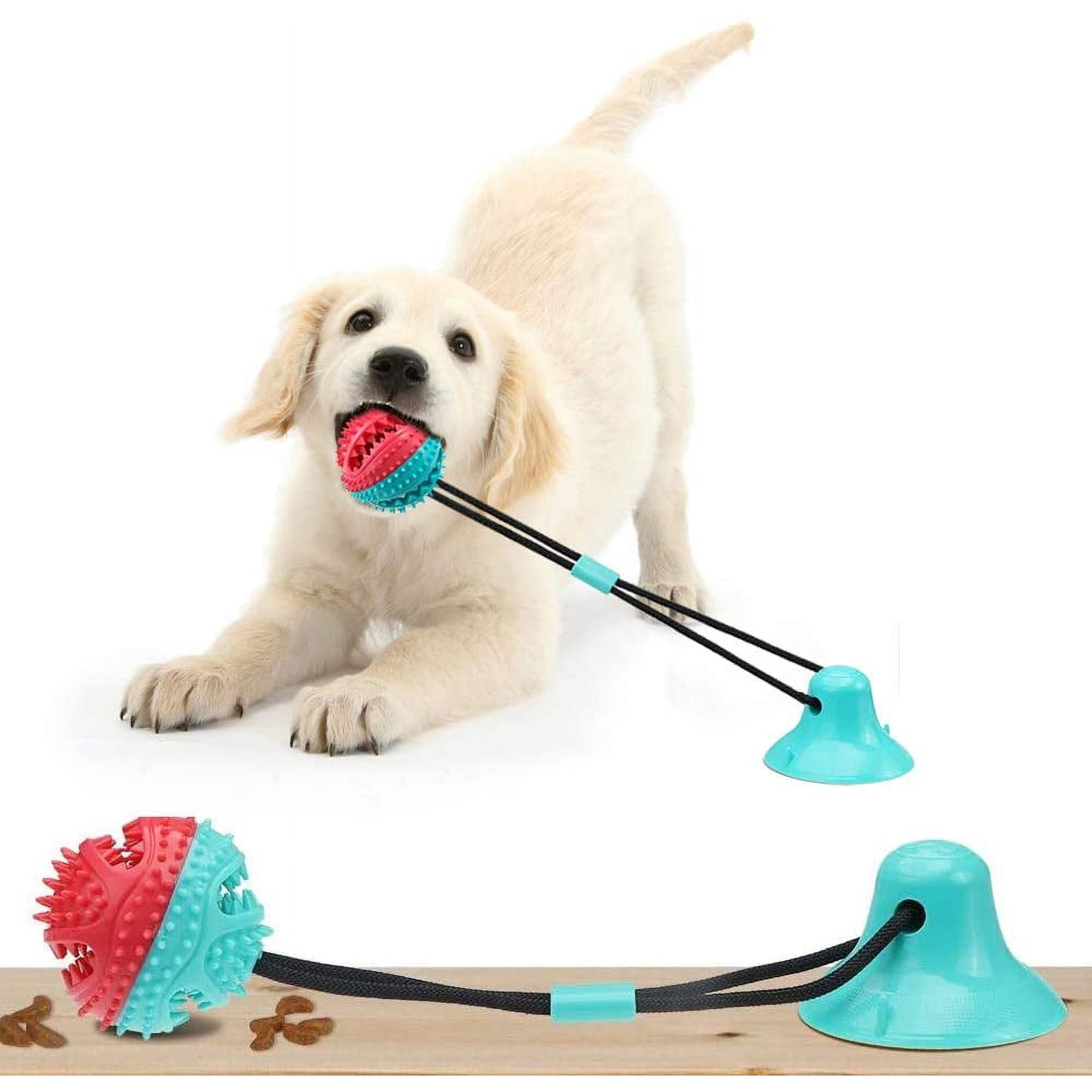 Ein Hundewelpe spielt mit einem Spielzeug, das an einem Saugnapf befestigt ist.