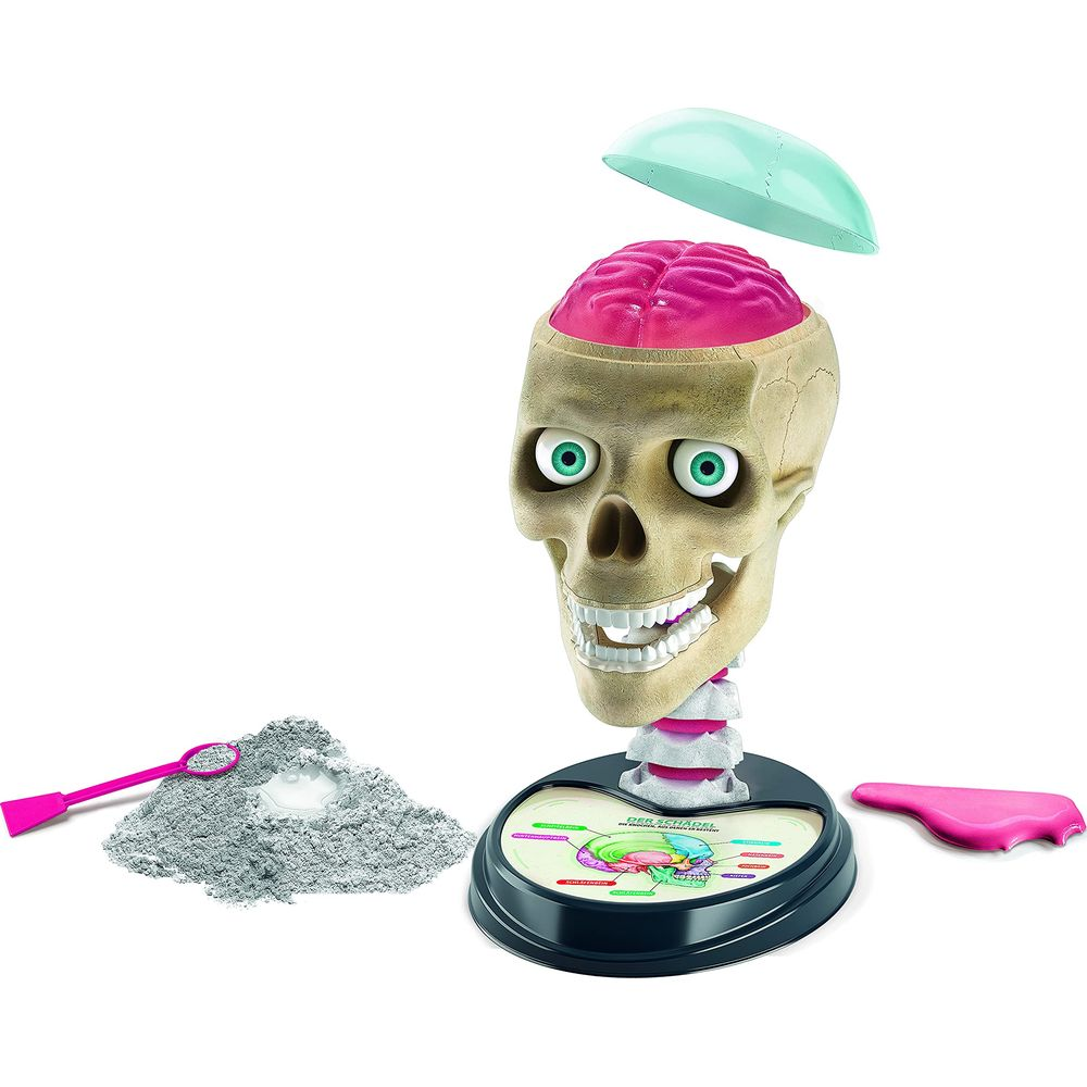 Ein anatomisches Modell eines Schädels mit Gehirn, daneben ein Haufen grauen Pulvers mit Schaufel.