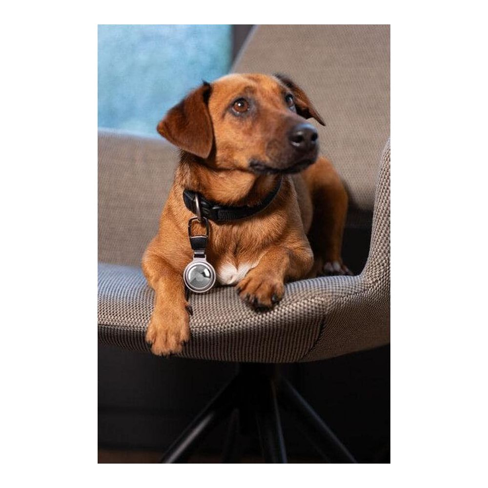 Ein brauner Hund mit schwarzem Halsband und Tracker sitzt auf einem Stuhl.
