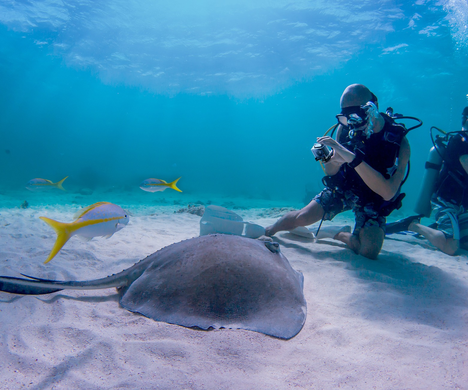 Taucher filmen einen Stachelrochen und Fische auf sandigem Meeresgrund. Klares blaues Wasser.