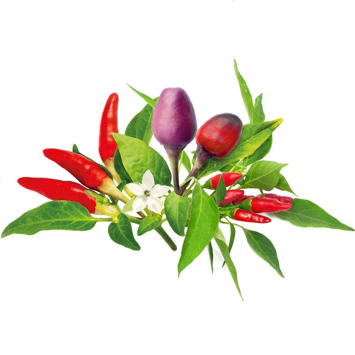 Piments rouges et violets avec feuilles vertes et une fleur blanche sur fond blanc.
