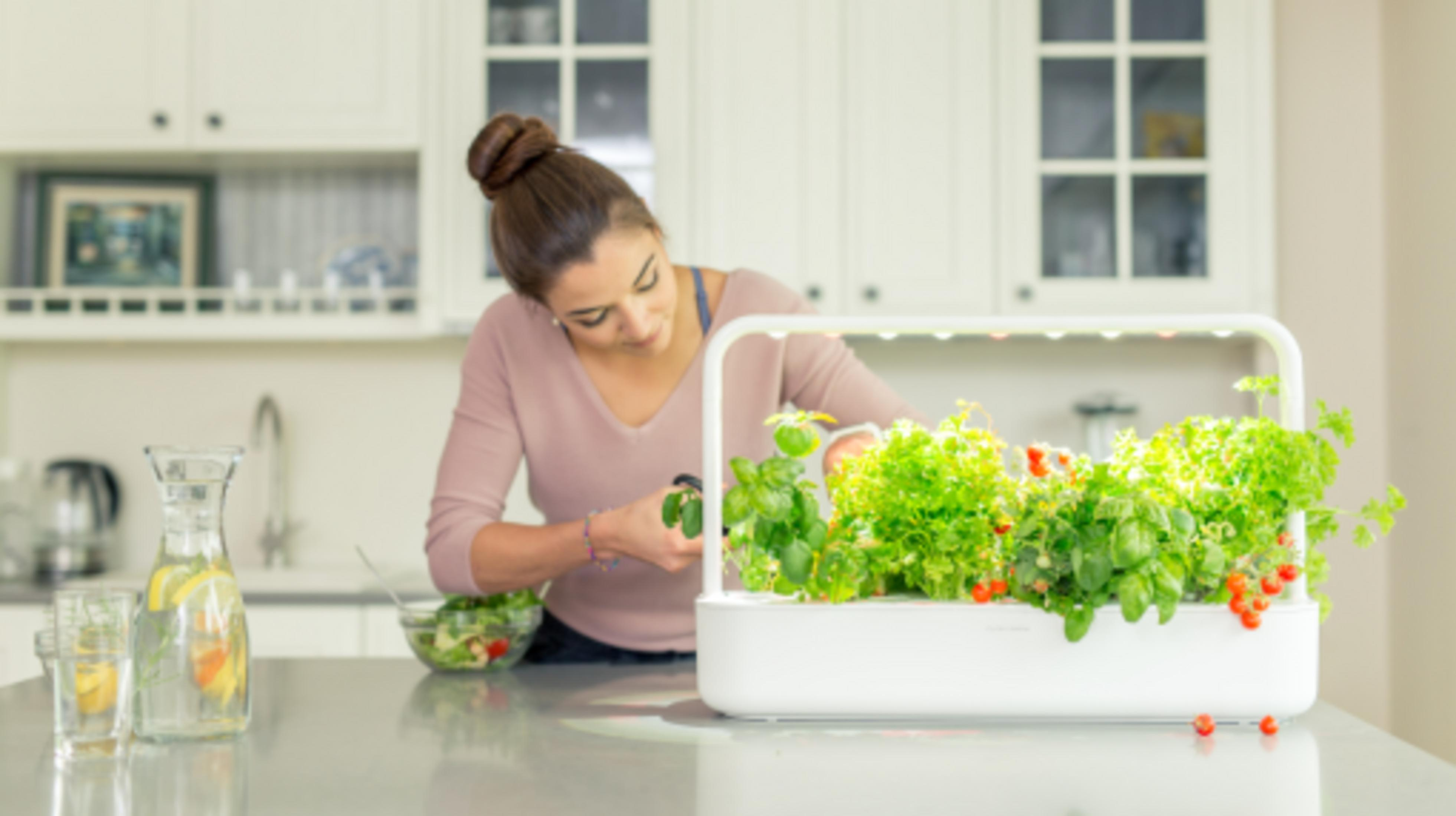 Une femme récolte des herbes dans un jardin intérieur blanc. Une salade est à côté.