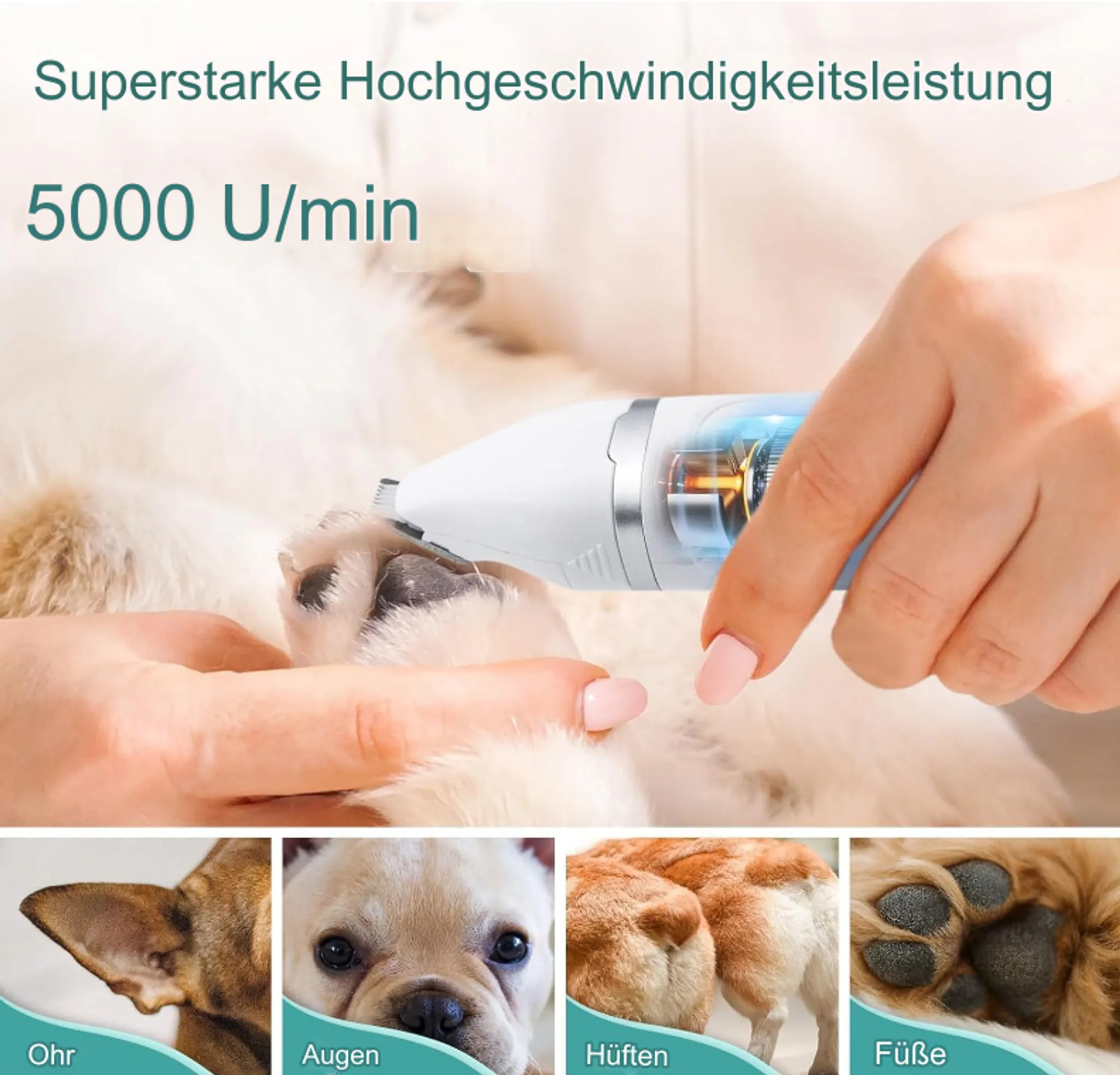 Ein Hund wird mit einem Trimmer am Pfote geschnitten. Untertitel: Ohr, Augen, Hüften, Füße.