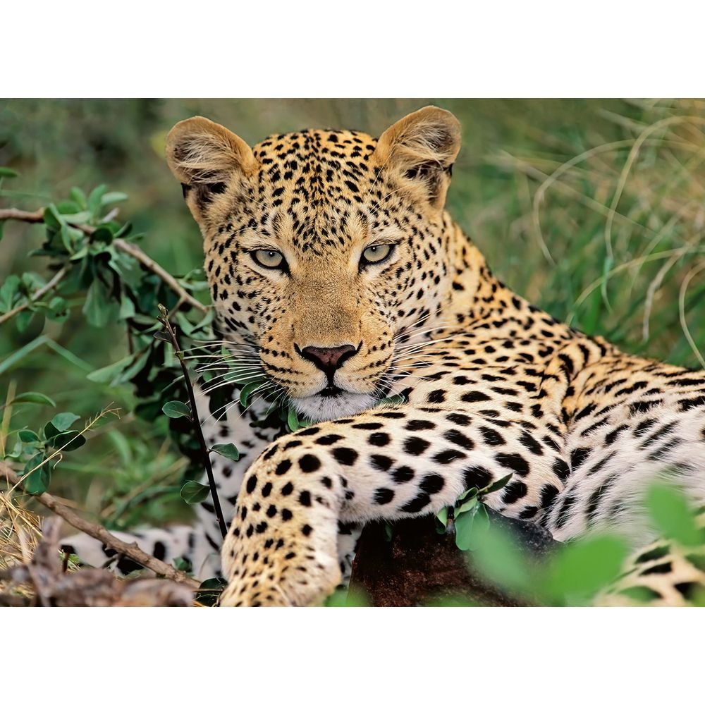 Leopart ligt in groen gebladerte, kijkt recht in de camera.