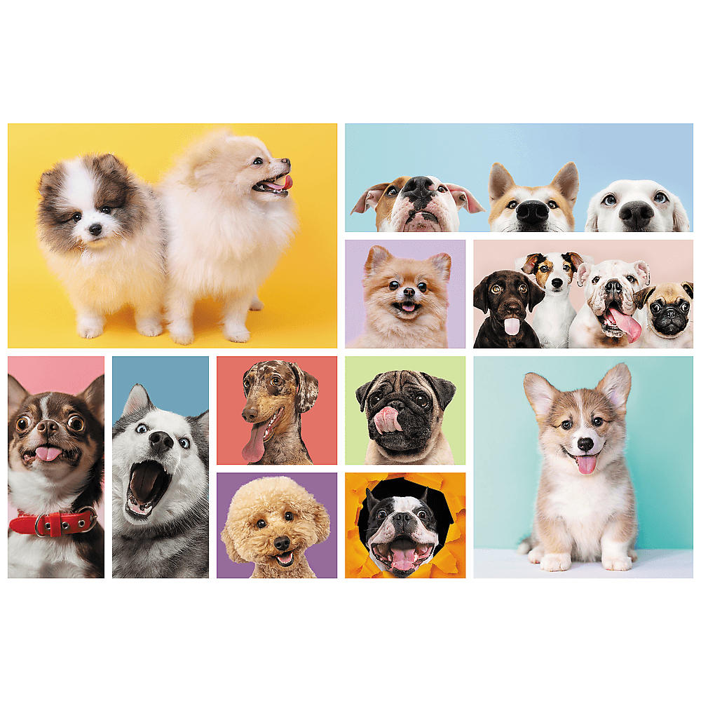 Collage de divers chiens, des Pomeraniens aux Carlins.