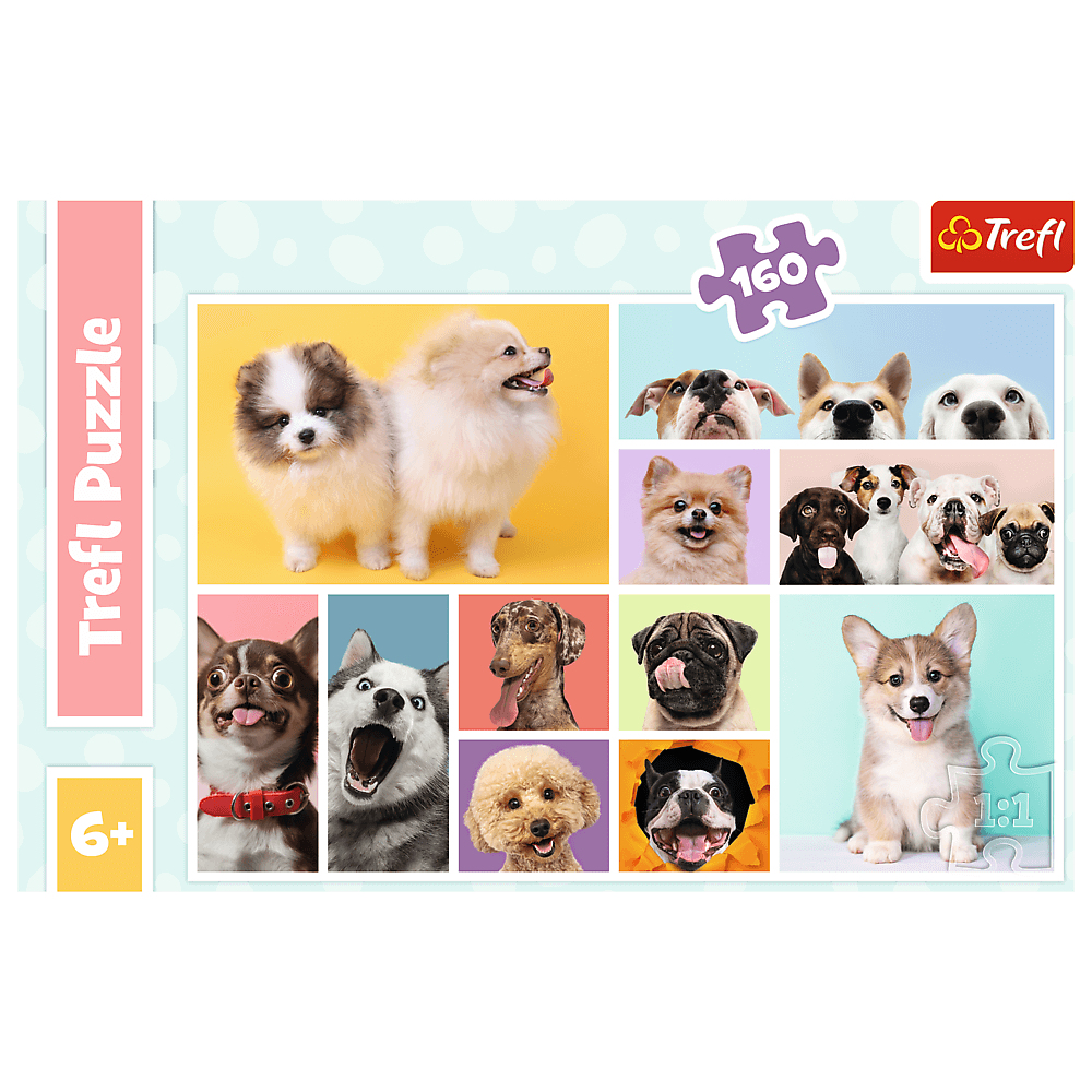 Collage de visages de chiens dans diverses poses et arrière-plans.