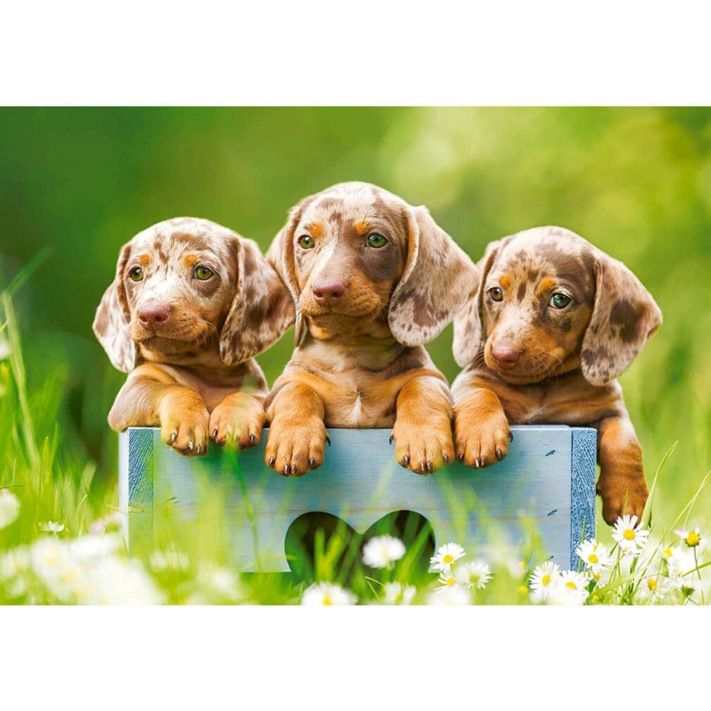 Tres cachorros de salchicha asoman de una caja de madera azul en hierba verde.