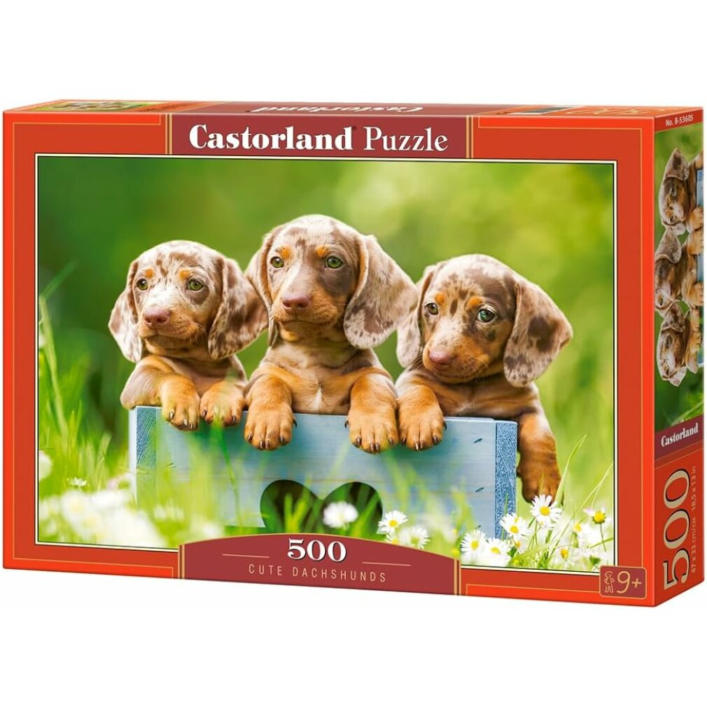 Tres cachorros de dachs en una caja azul, rodeados de hierba verde y flores blancas.