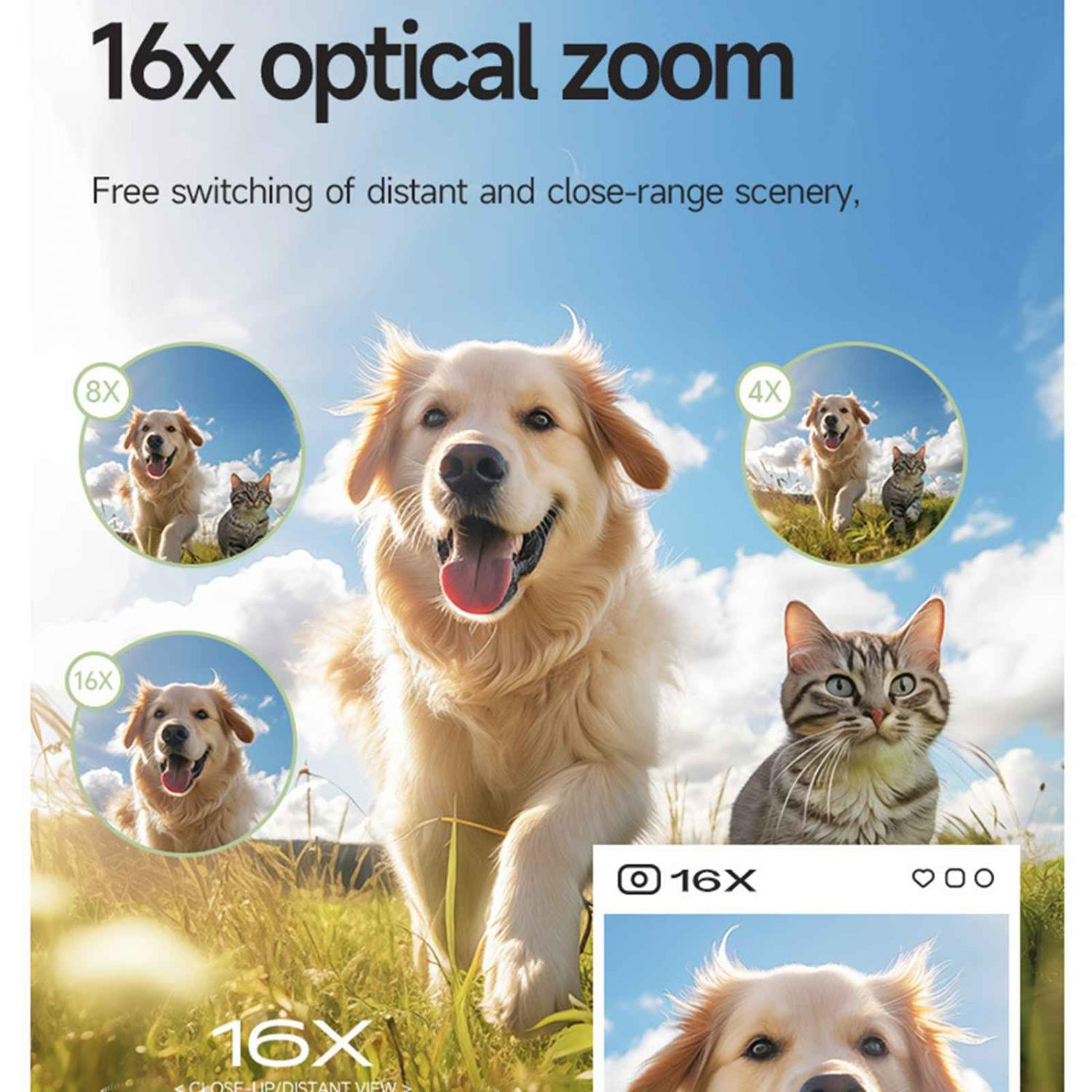 Ein Golden Retriever und eine Katze im Freien, mit Zoom-Effekten.