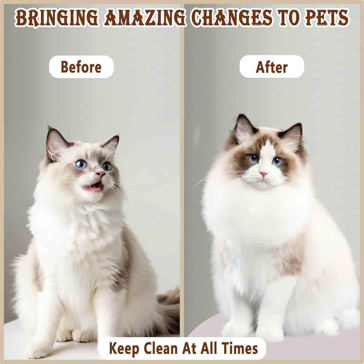 Zwei Ragdoll-Katzen nebeneinander. Die linke Katze sitzt mit offenem Mund, die rechte sitzt ruhig.
