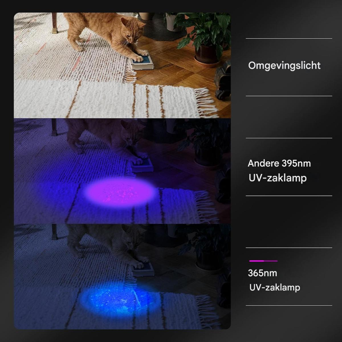 Orange Katze spielt mit Buch auf Teppich, unter UV-Licht leuchtet es.