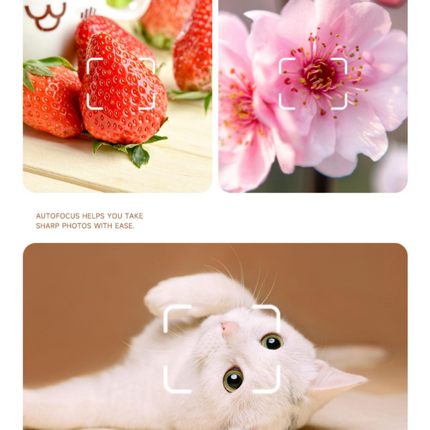 Bilder von Erdbeeren, einer rosa Blüte und einer weißen Katze mit Fokusrahmen.