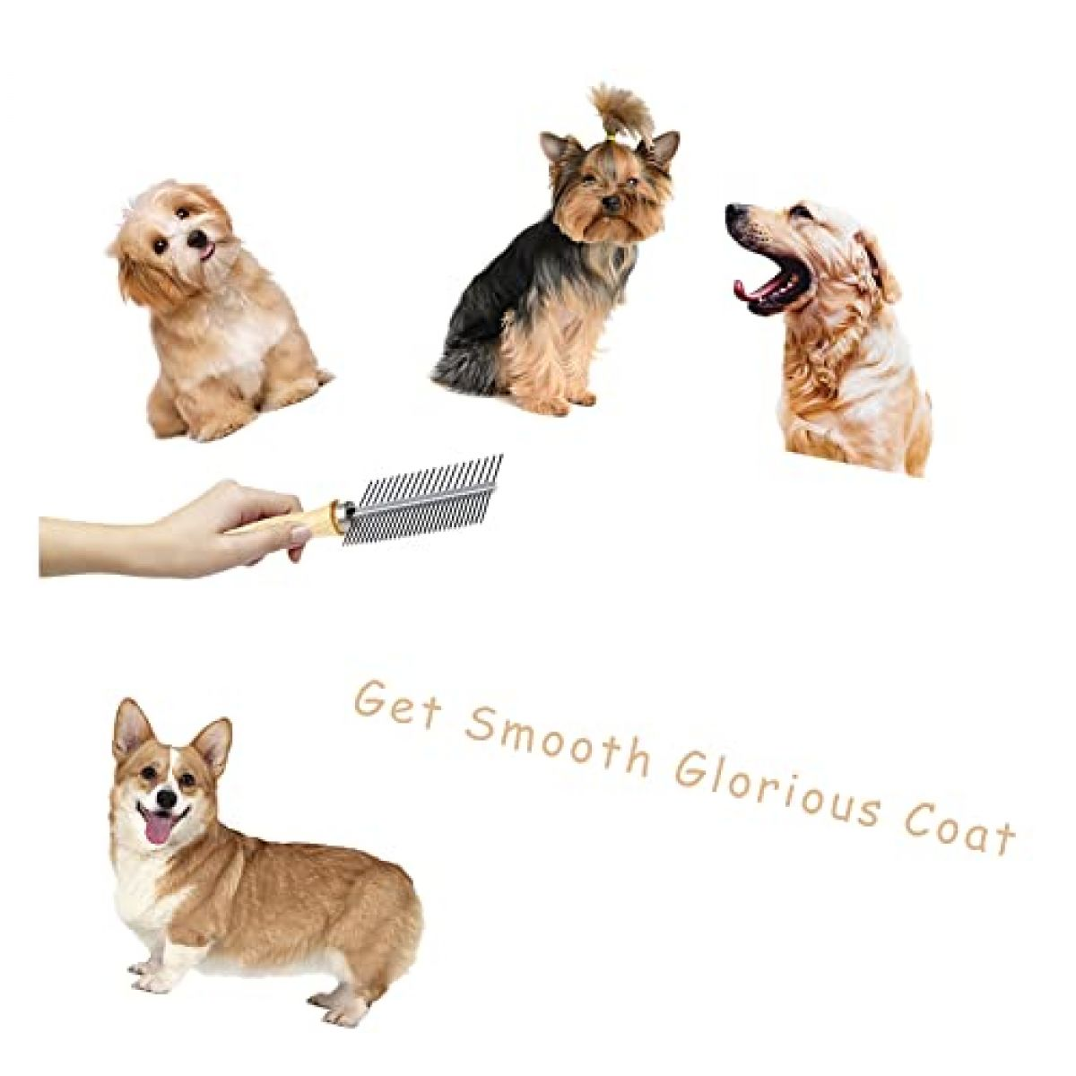 Vier Hunde und ein Kamm: Ein kleiner heller Hund, ein Yorkshire Terrier, ein Golden Retriever und ein Corgi.