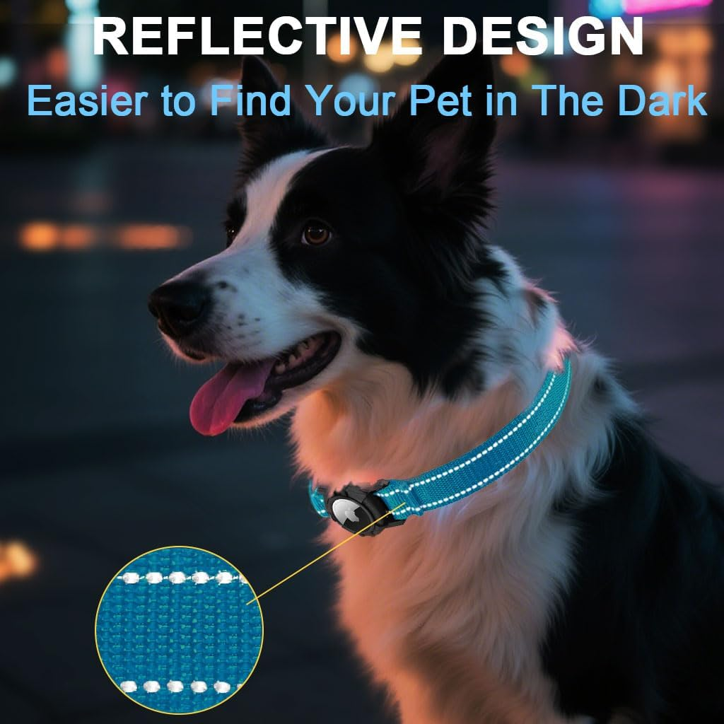Schwarz-weißer Hund trägt ein blaues, reflektierendes Halsband im Dunkeln.
