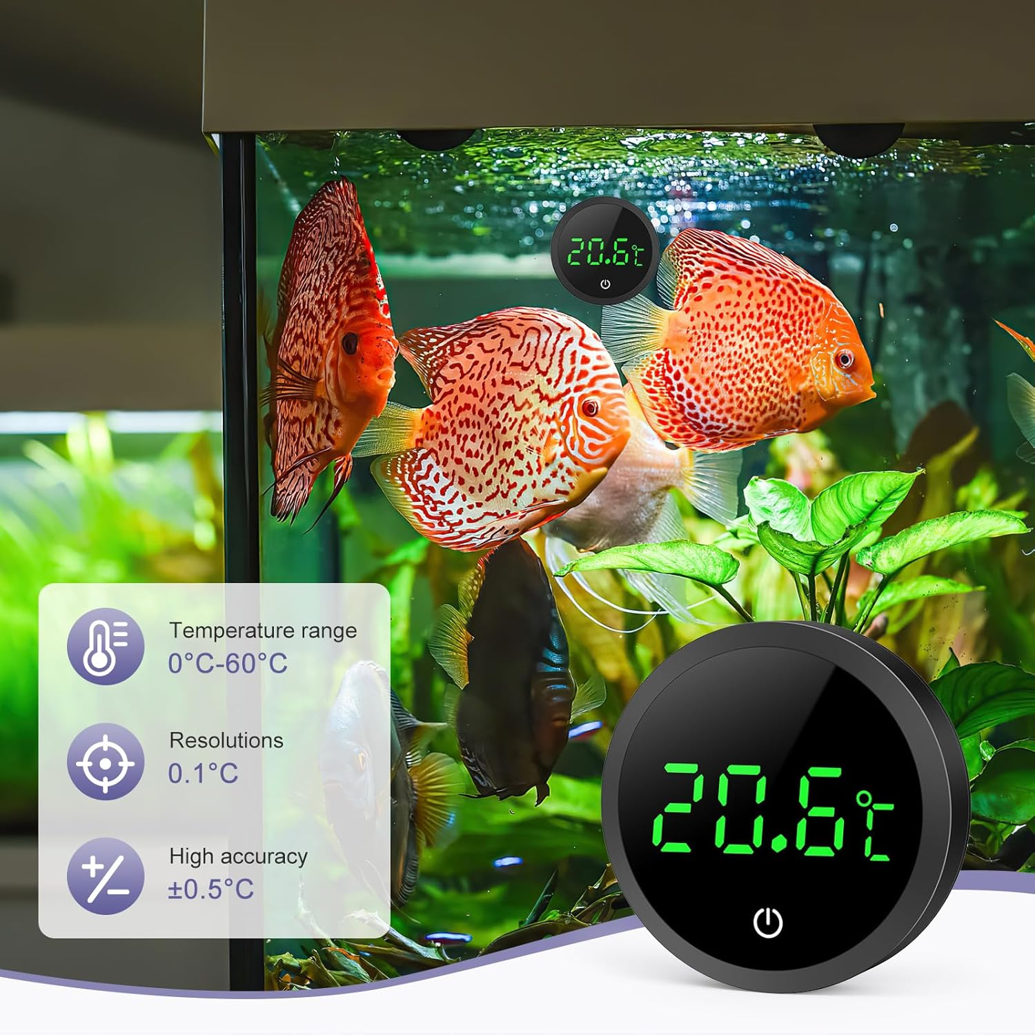 Ein Thermometer zeigt 20,6°C in einem Aquarium mit Diskusfischen an.