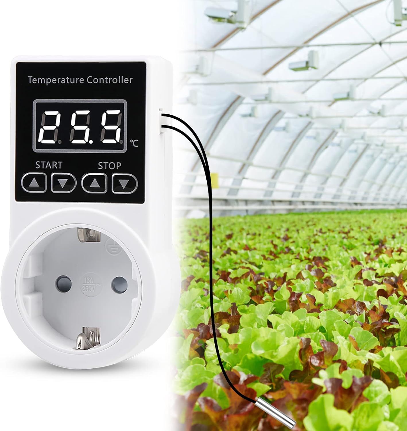 Ein weißer Temperaturregler mit digitaler Anzeige neben einem Gewächshaus mit Salat.
