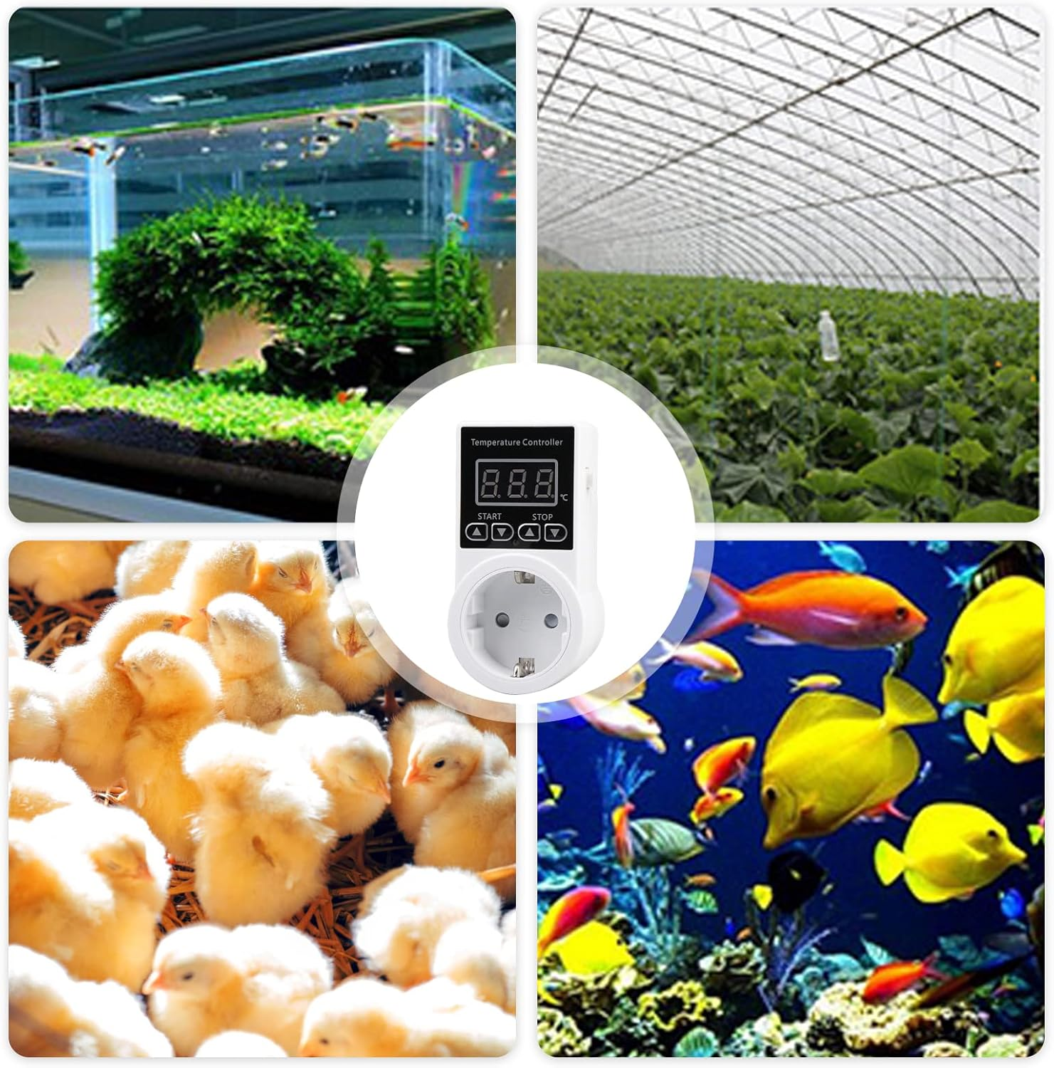 Ein Aquarium mit Fischen, Küken, ein Gewächshaus und ein Temperaturregler.