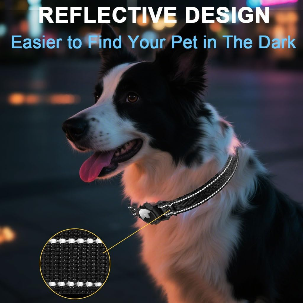 Ein Border Collie mit reflektierendem Halsband im Dunkeln.