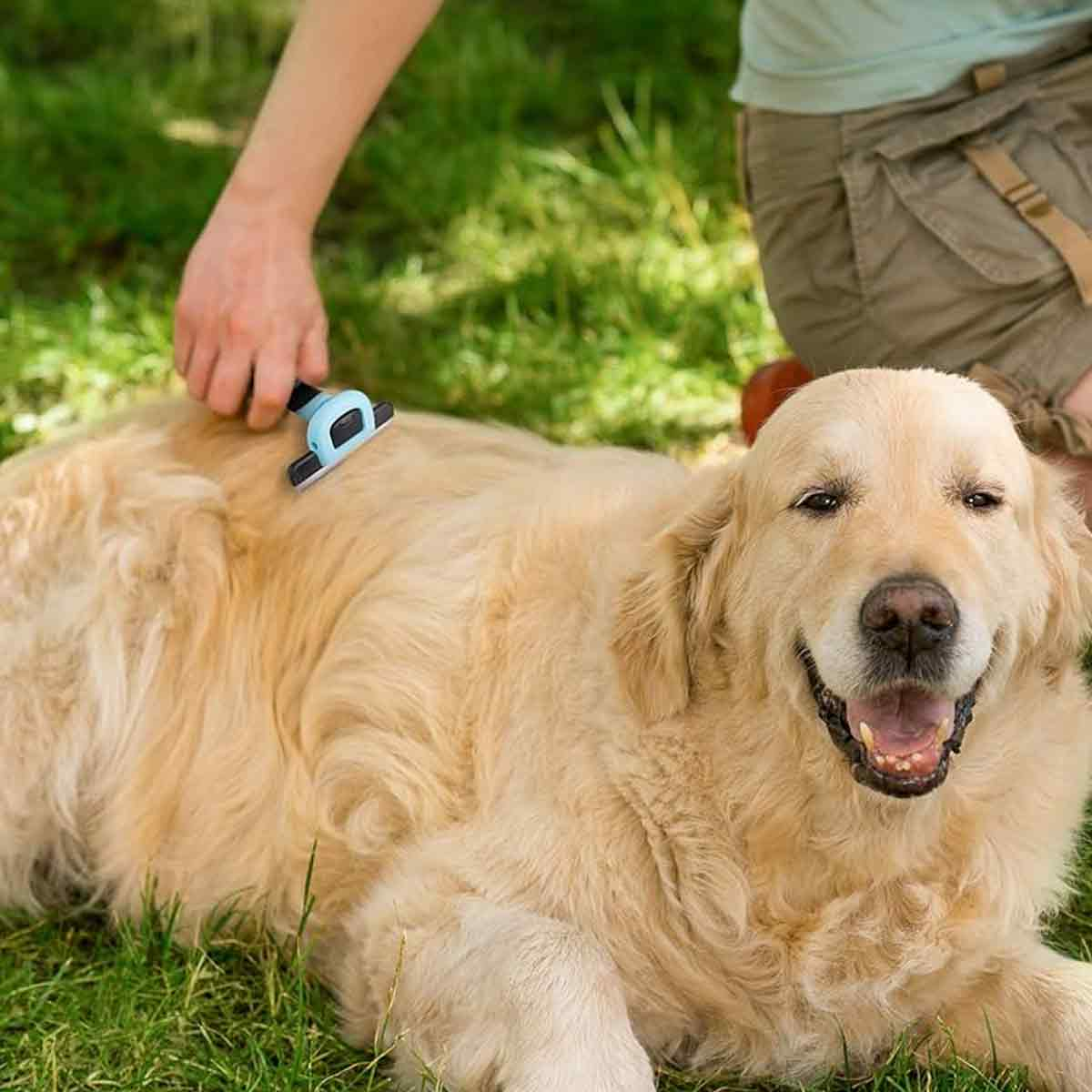 Goldener Retriever liegt im Gras, während eine Person ihn bürstet.