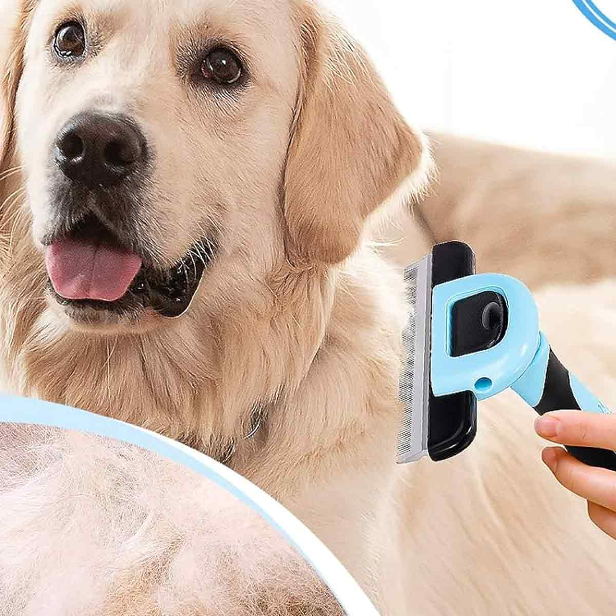 Ein Golden Retriever wird mit einem blauen und schwarzen Kamm gebürstet, der loses Fell entfernt.