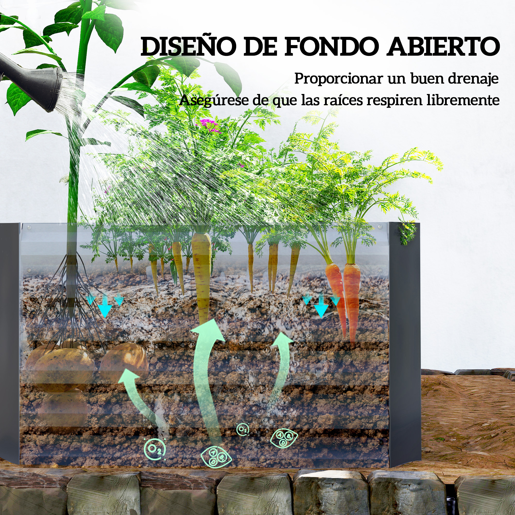 Crecimiento de plantas con riego y aireación del suelo. Zanahorias y patatas en un contenedor.