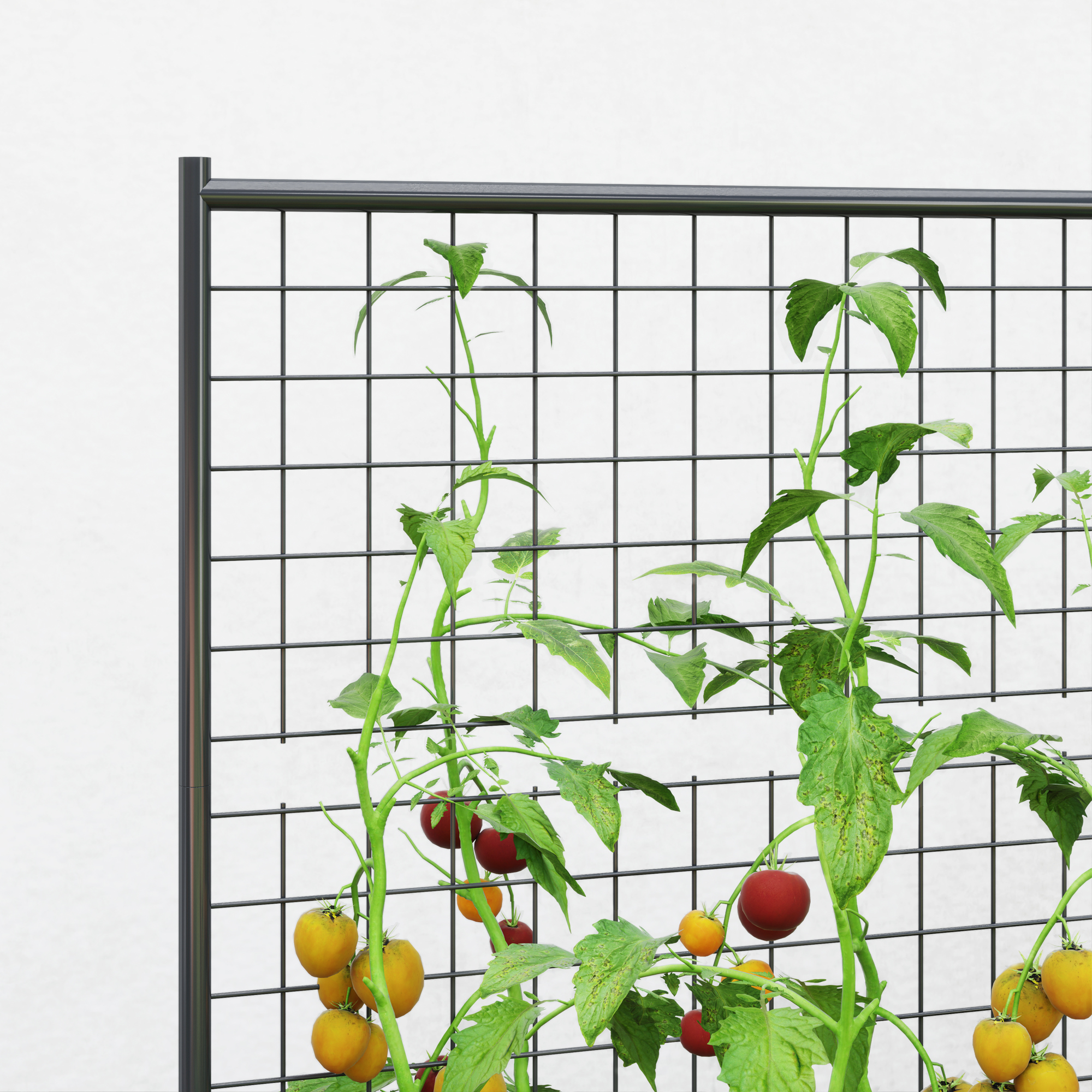 Plantas de tomate trepan por una celosía negra, con tomates rojos y amarillos.