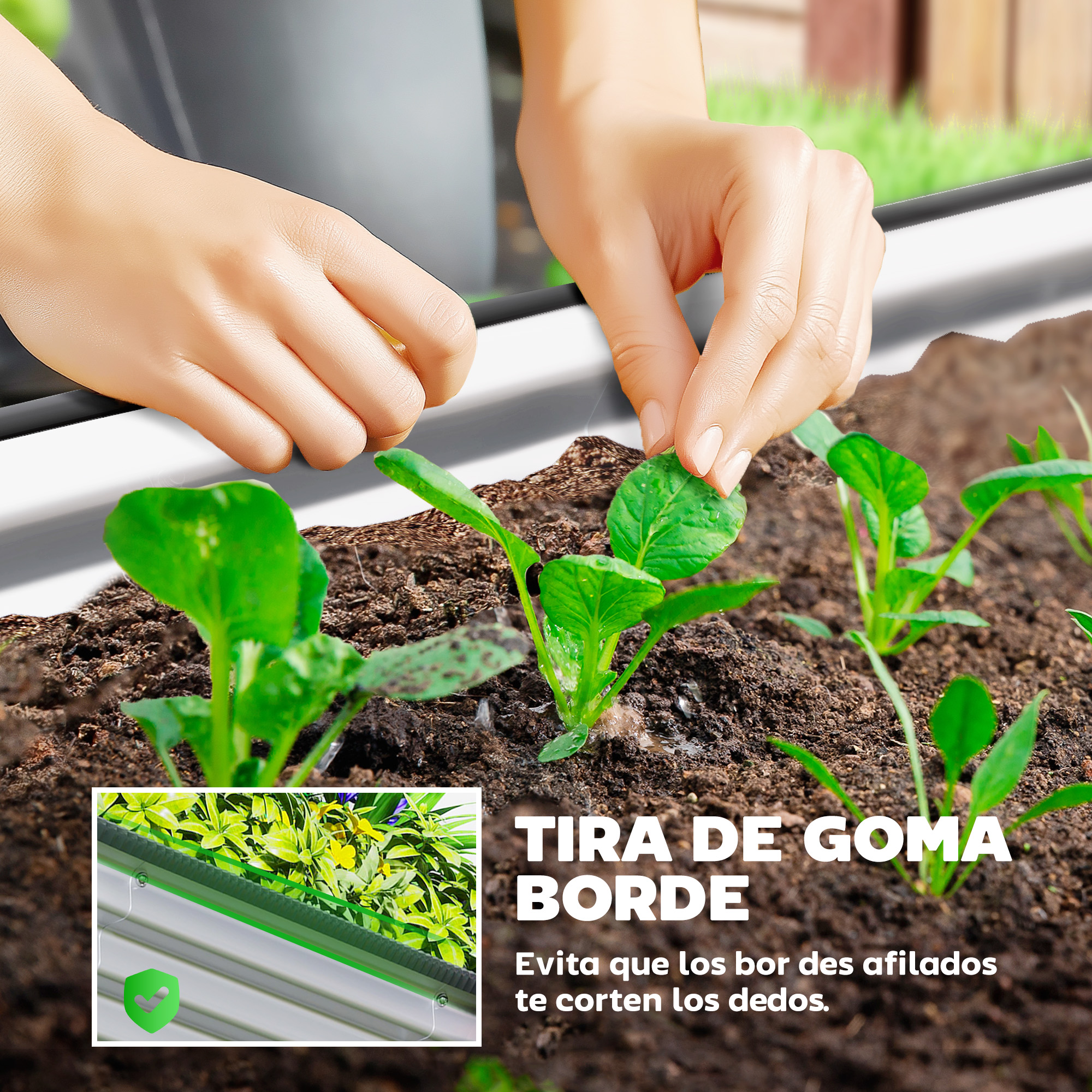 Manos plantando plántulas en tierra. Un borde de goma protege de cortes.
