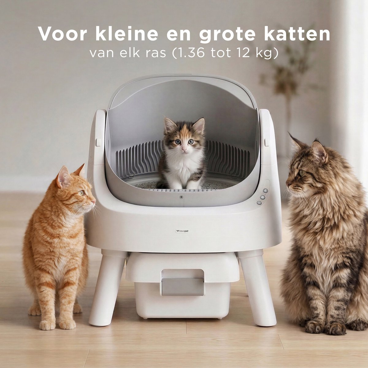 Een kitten zit in een kattenbak met twee katten ernaast.