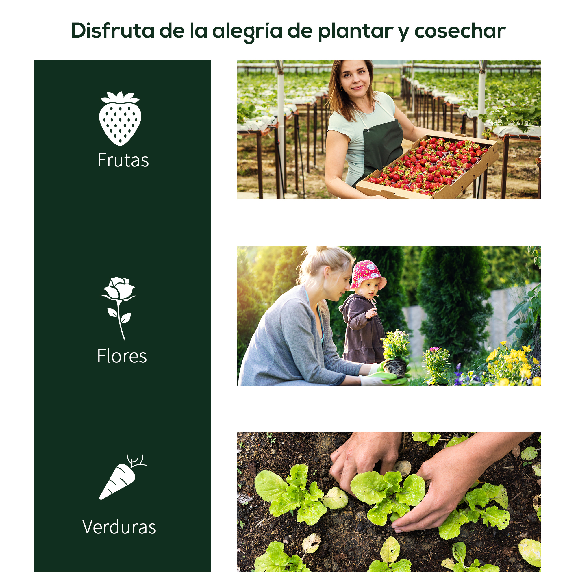 Mujer con fresas en invernadero, madre e hijo plantando flores, manos plantando lechuga.
