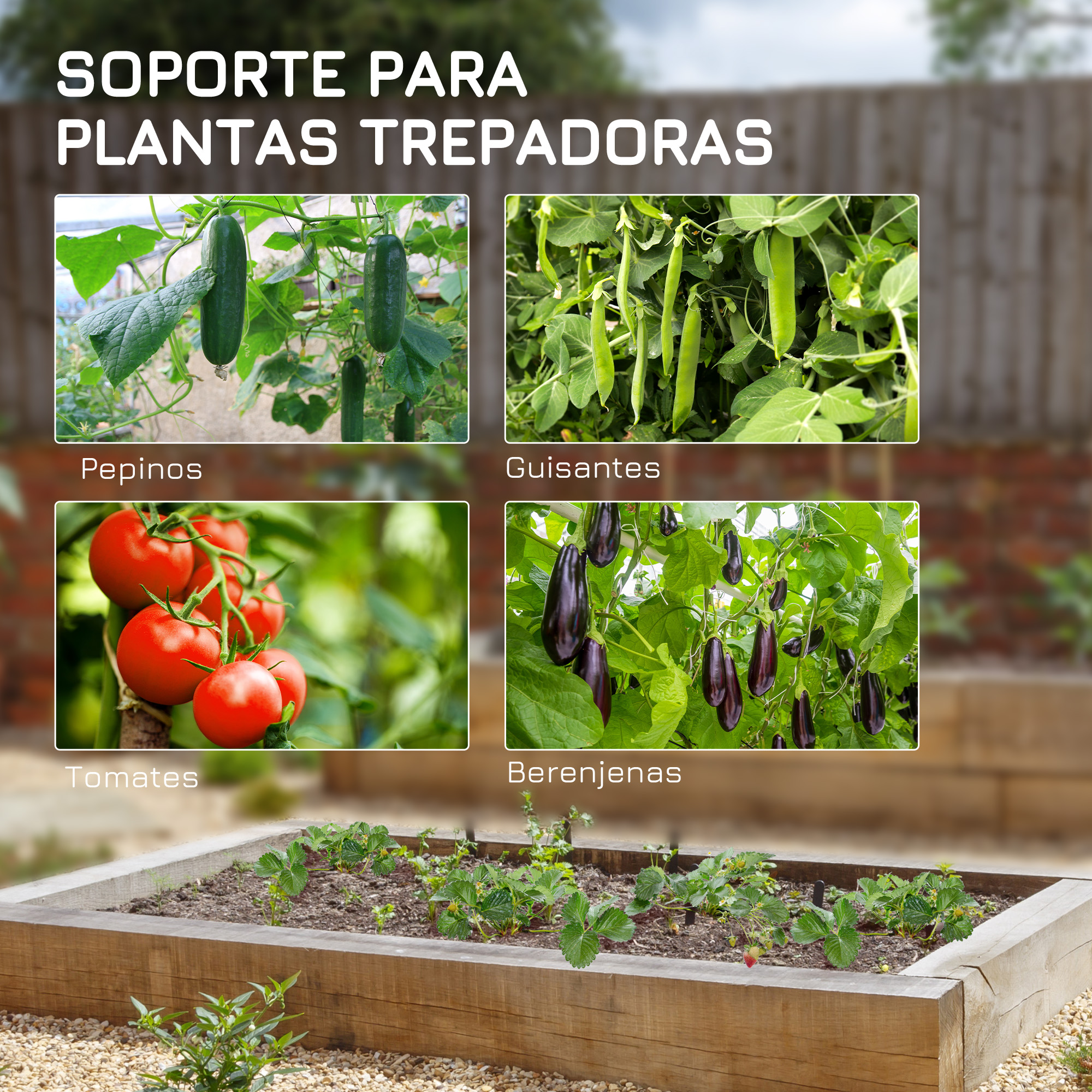 Cuatro imágenes de plantas: pepinos, guisantes, tomates y berenjenas.